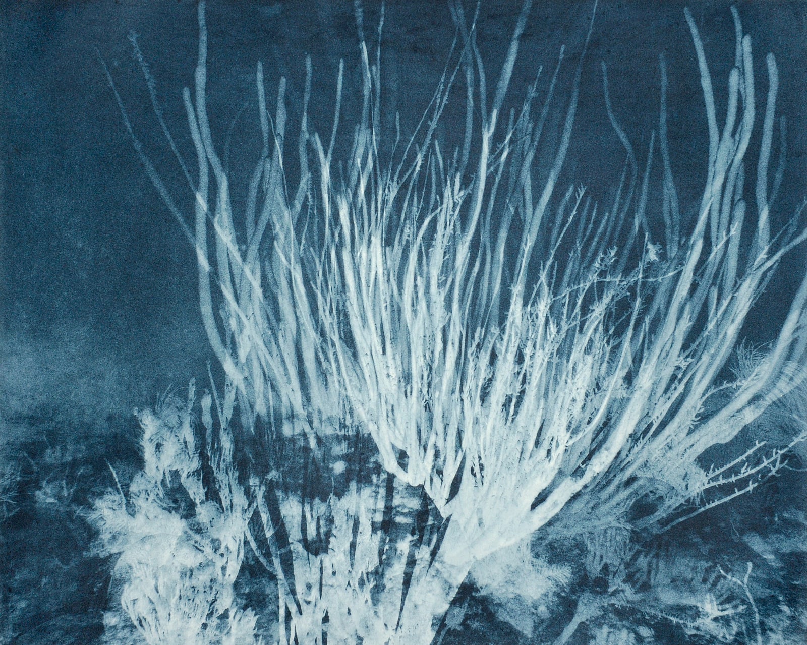 Gorgonian Multiple, Belize, 2012 Photogravure on Hahnemühle Copperplate Paper Size 20x23", Plate Size 13x16.5" Edition of 20 Printed by Lothar Osterburg in 2024