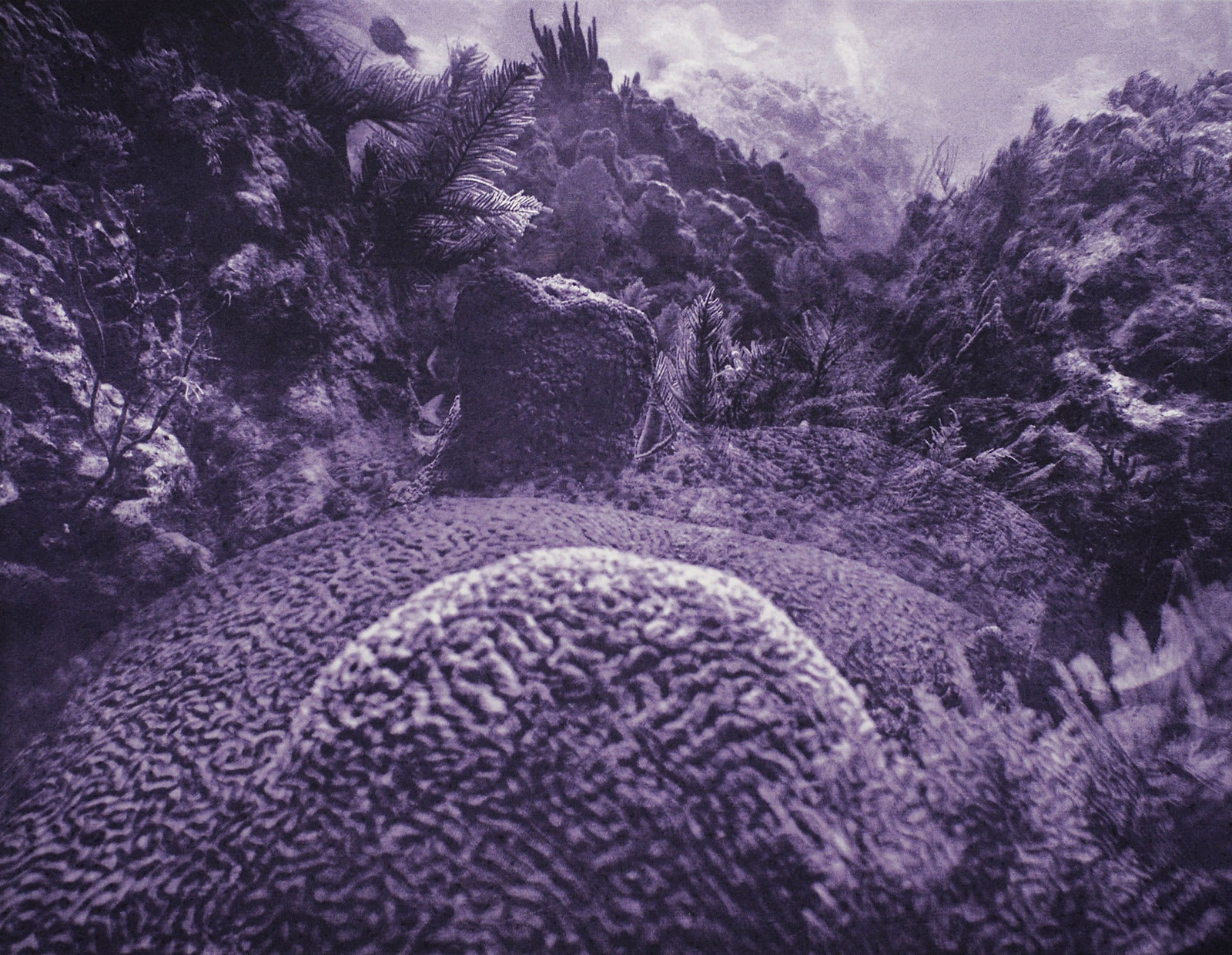 Brain Coral Multiple, Key Largo, Florida, 2014 Photogravure on Hahnemühle Copperplate Paper Size 20x23", Plate Size 13x16.5" Edition of 20 Printed by Lothar Osterburg in 2025