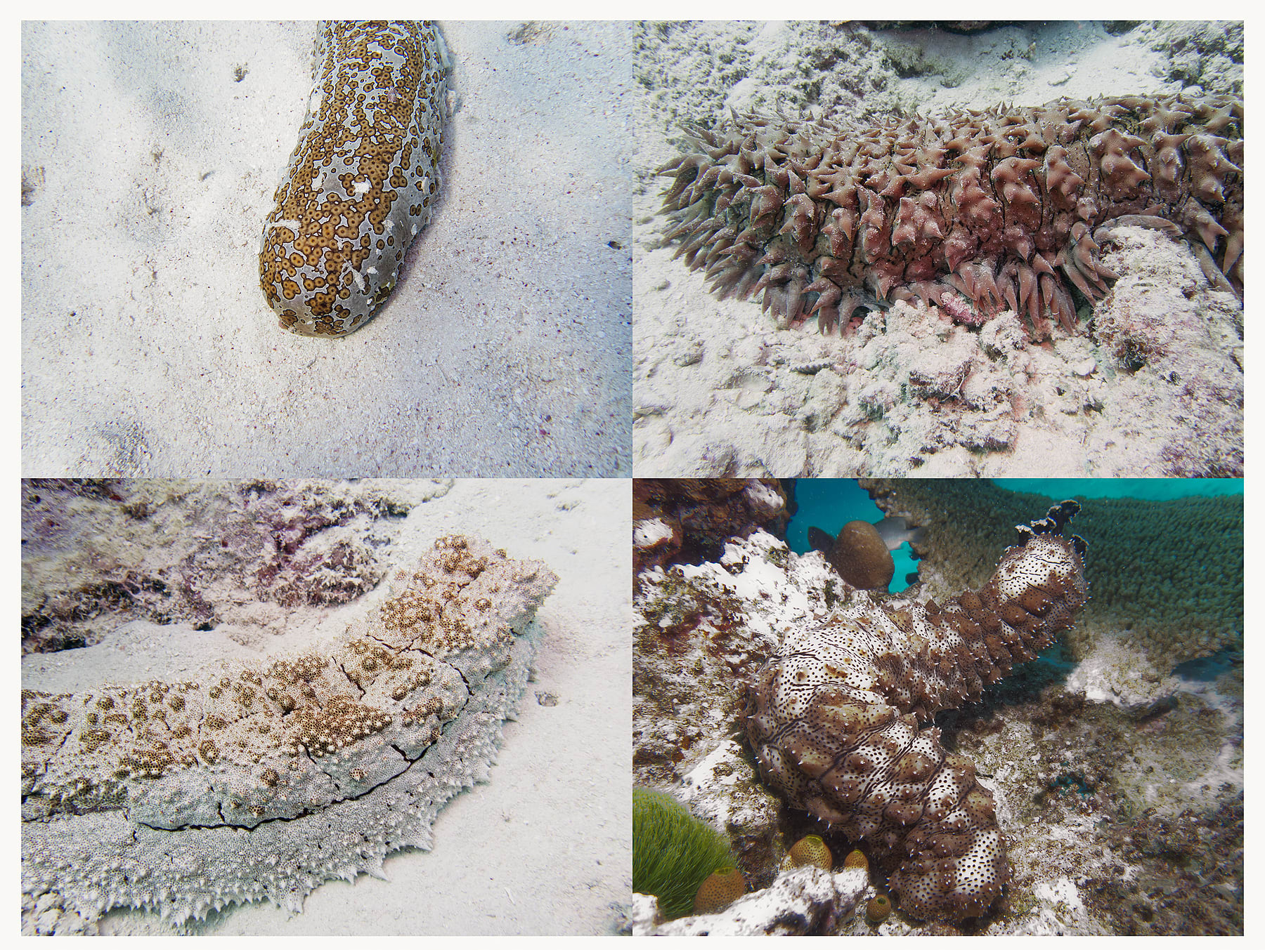 Sea Cucumber Grid, Australia, 2022 Archival Pigment Print, 17x21" Edition of Three