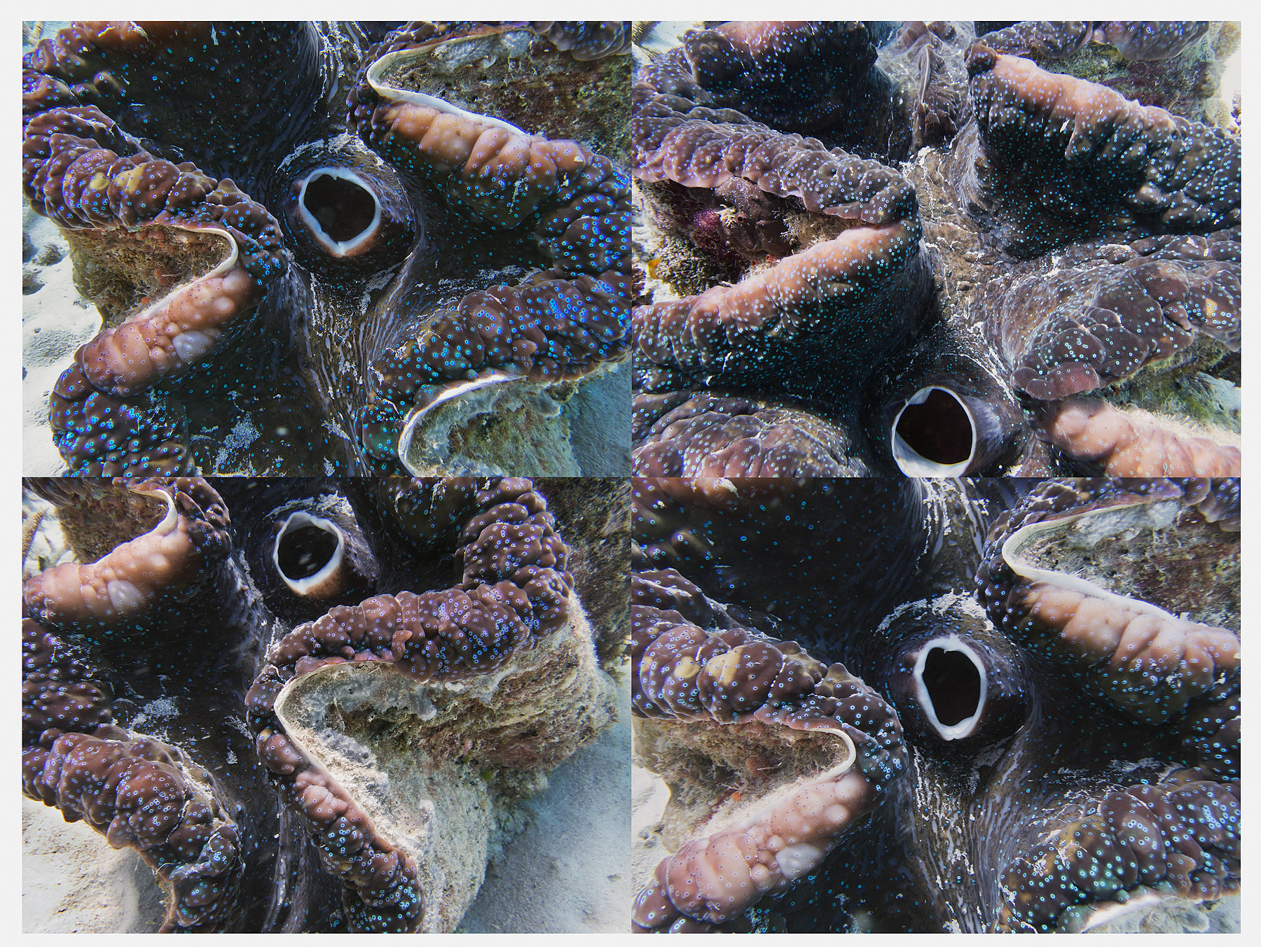 Reef Grid, Giant Clam, Australia, 2022 Archival Pigment Print, 17x21" Edition of Three