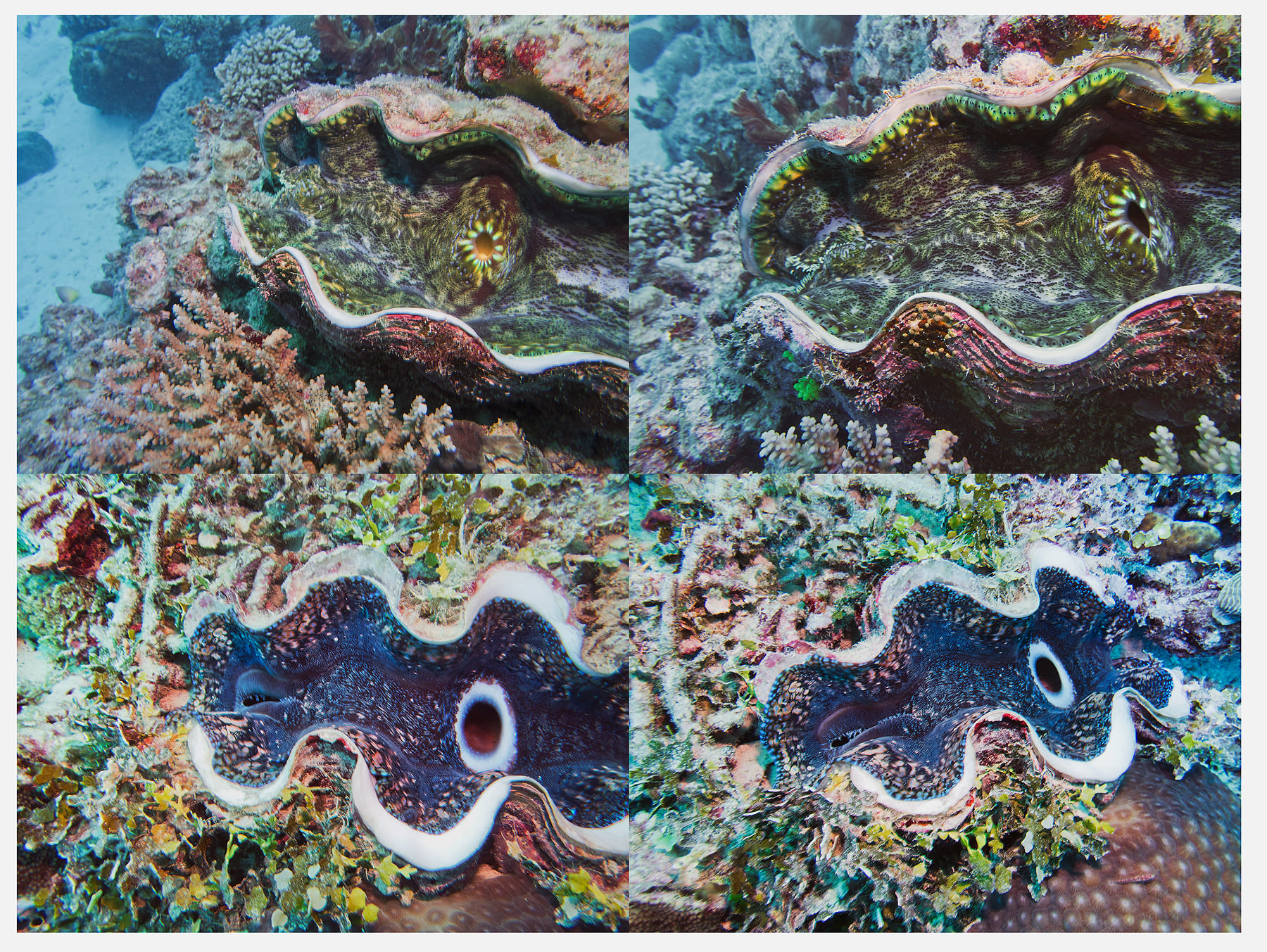 Giant Clam Grid, Australia, 2022 Archival Pigment Print, 17x21" Edition of Three