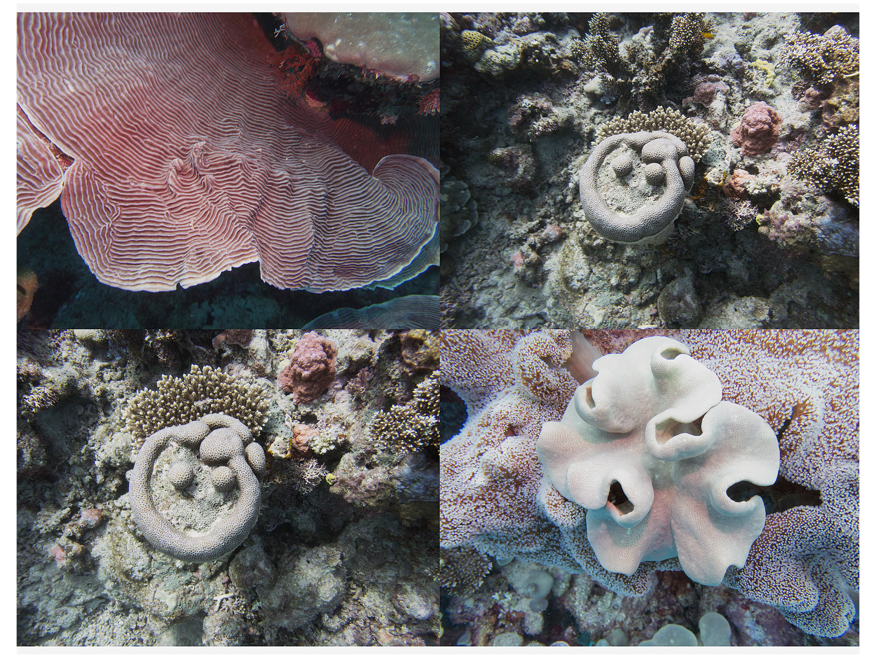 Reef Grid, Australia, 2022 Archival Pigment Print, 17x21" Edition of Three