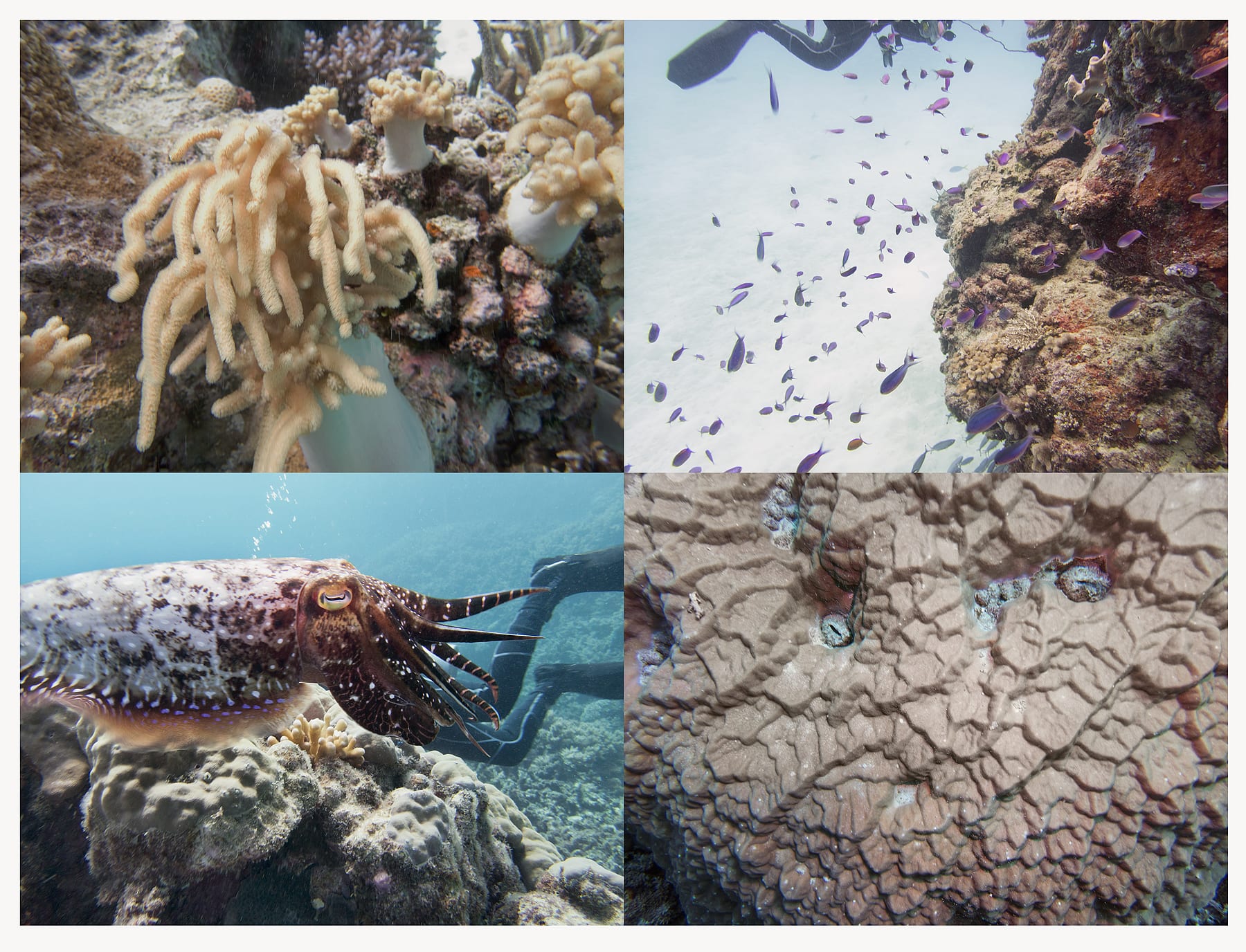 Reef Grid, Diver and Cuttlefish, Australia, 2022 Archival Pigment Print, 17x21" Edition of Three
