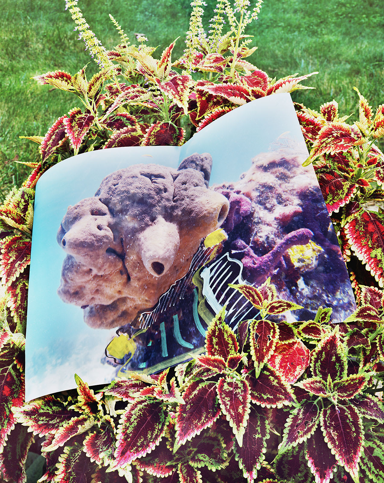 Sponge Print with Marker, Key Largo, Florida / Coleus, Connecticut, 2024 Archival Pigment Print on Moab Entrada Rag, Image Size, 10x8", Paper Size, 21x17" Edition of Three