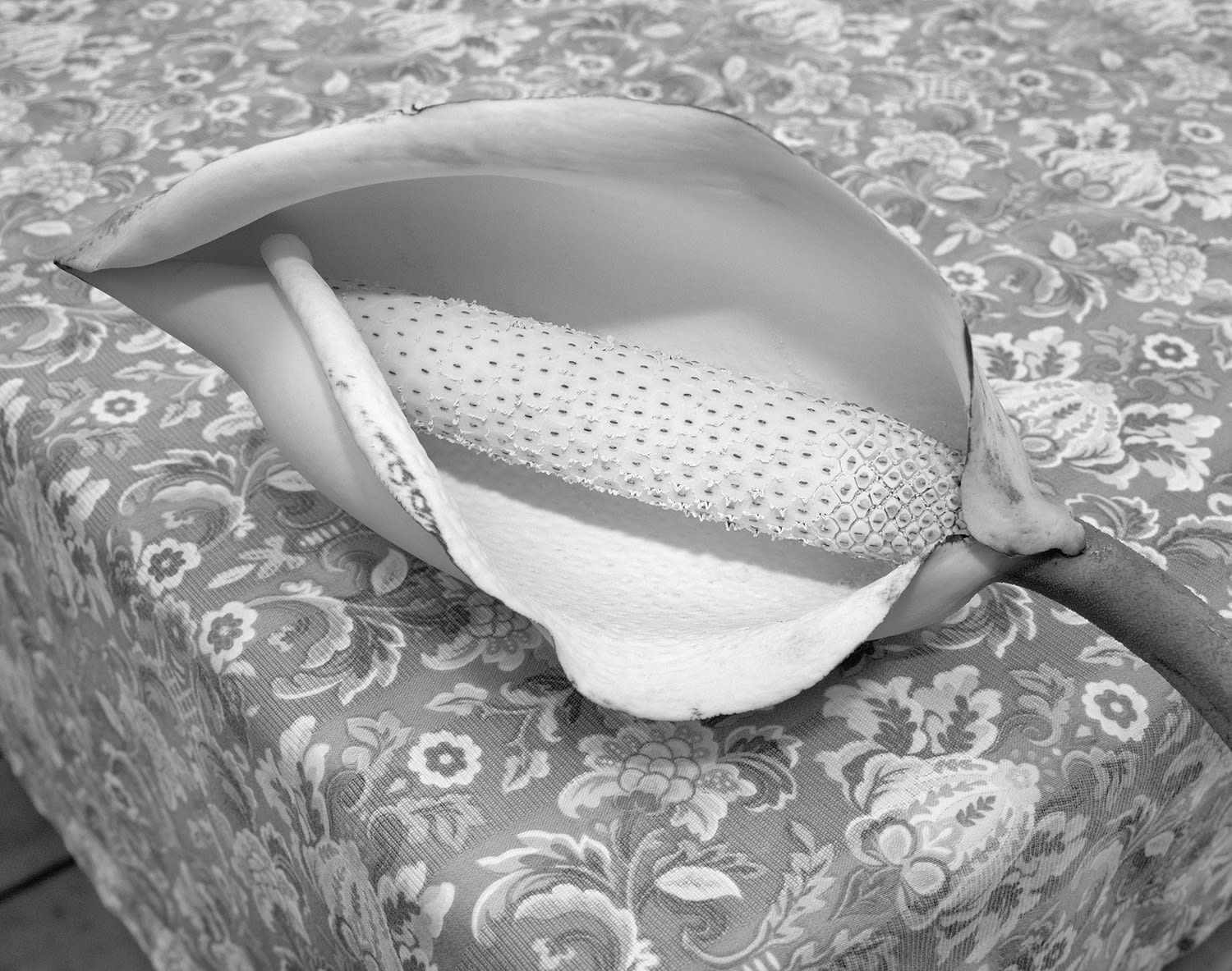 Monstera Flower, Volcano Village, Hawai'i, 2017 Selenium Toned Silver Gelatin Print 16x20" Edition of Three