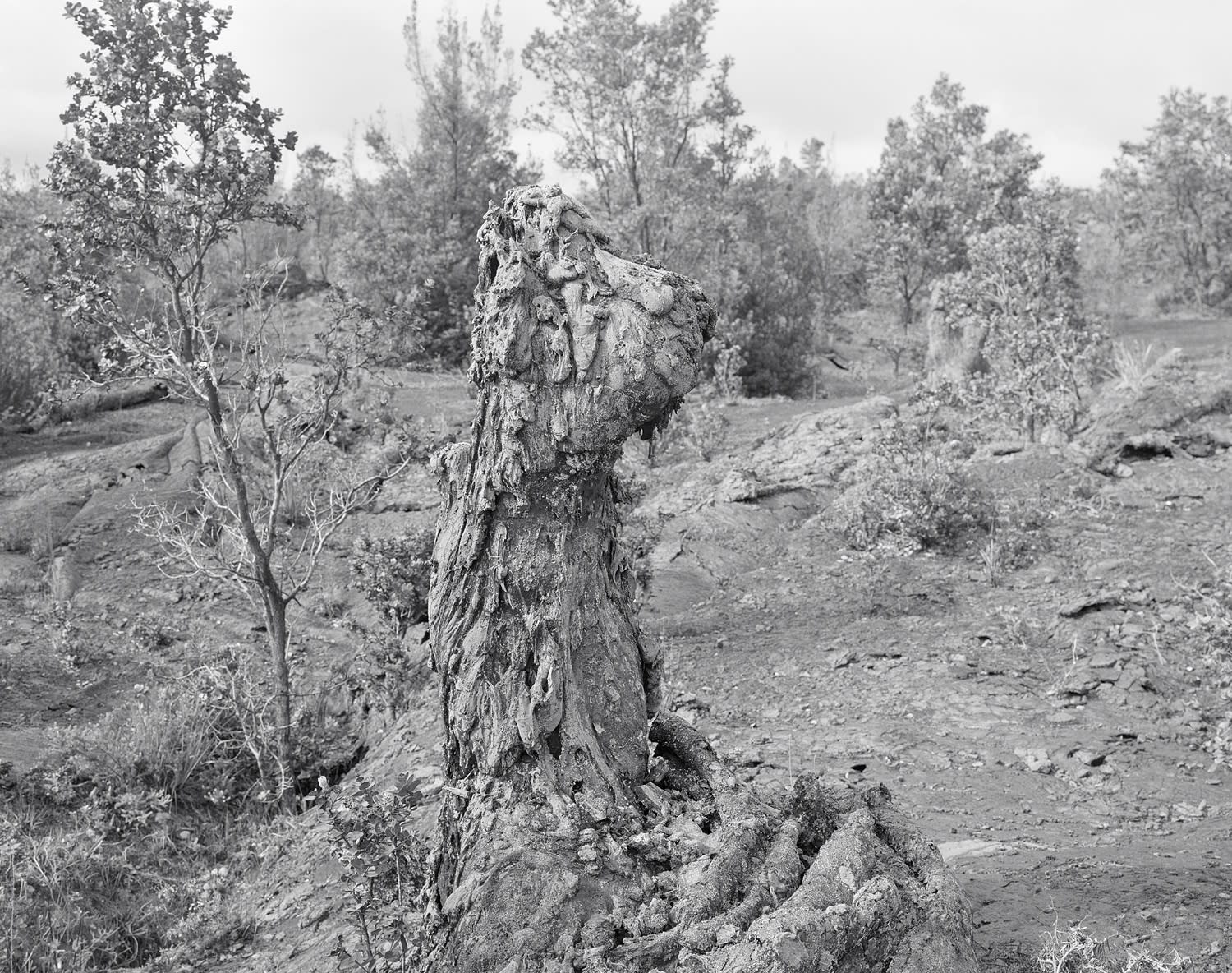 Lava Tree, East Rift Zone, Hawai'i, 2009 Selenium Toned Silver Gelatin Print 16x20" Edition of Three