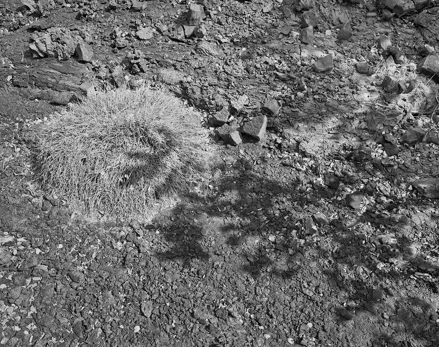 Ohia Shadow, East Rift Zone, Hawai'i, 2007 Selenium Toned Silver Gelatin Print 16x20" Edition of Three