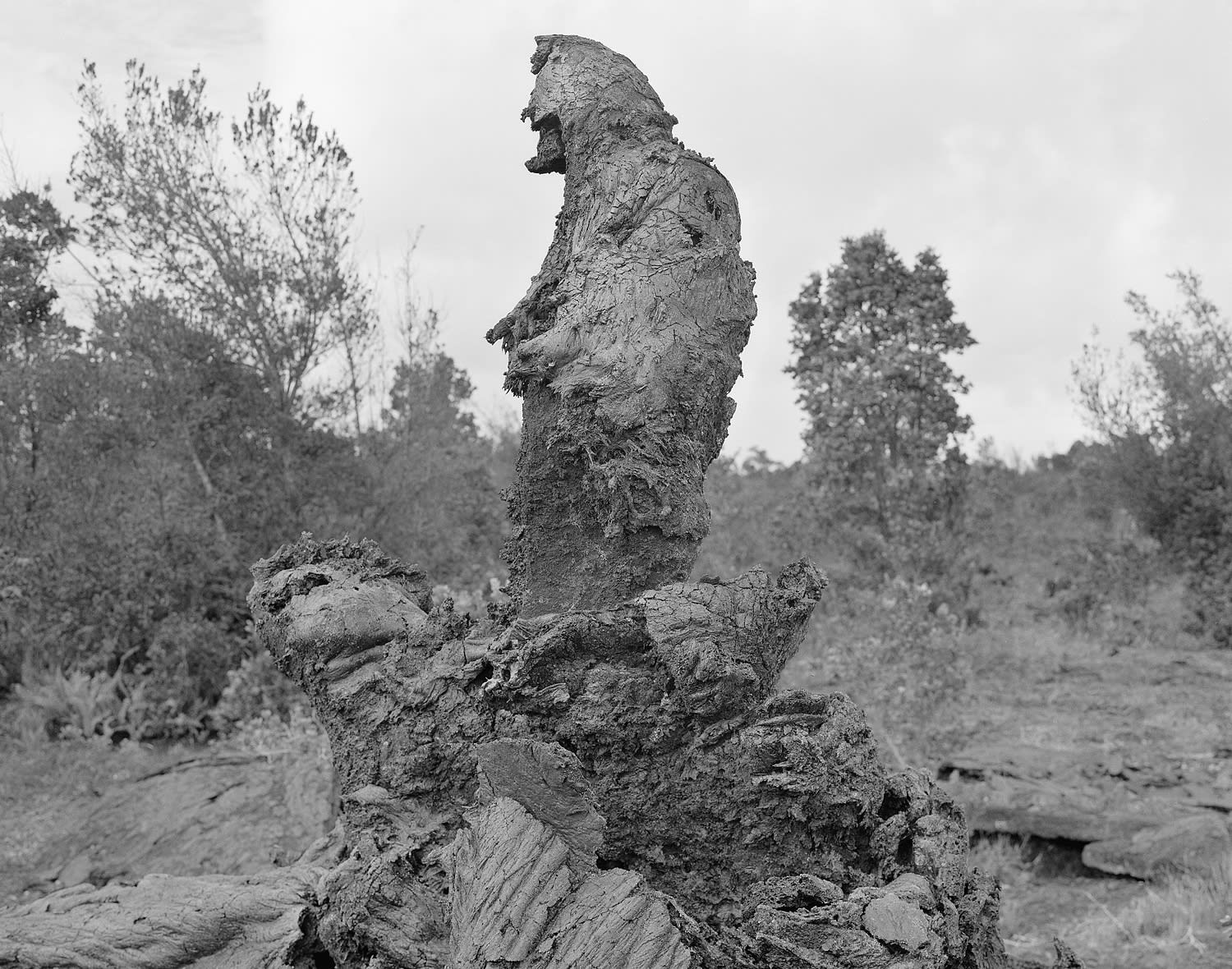 Lava Tree, East Rift Zone, Hawai'i, 2009 Selenium Toned Silver Gelatin Print 16x20" Edition of Three