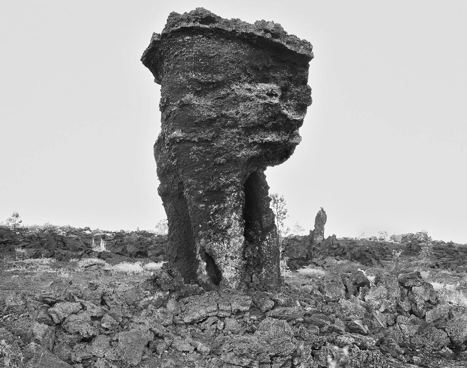 Lava Trees, East Rift Zone, Hawai'i, 2003 Selenium Toned Silver Gelatin Print 16x20" Edition of Three