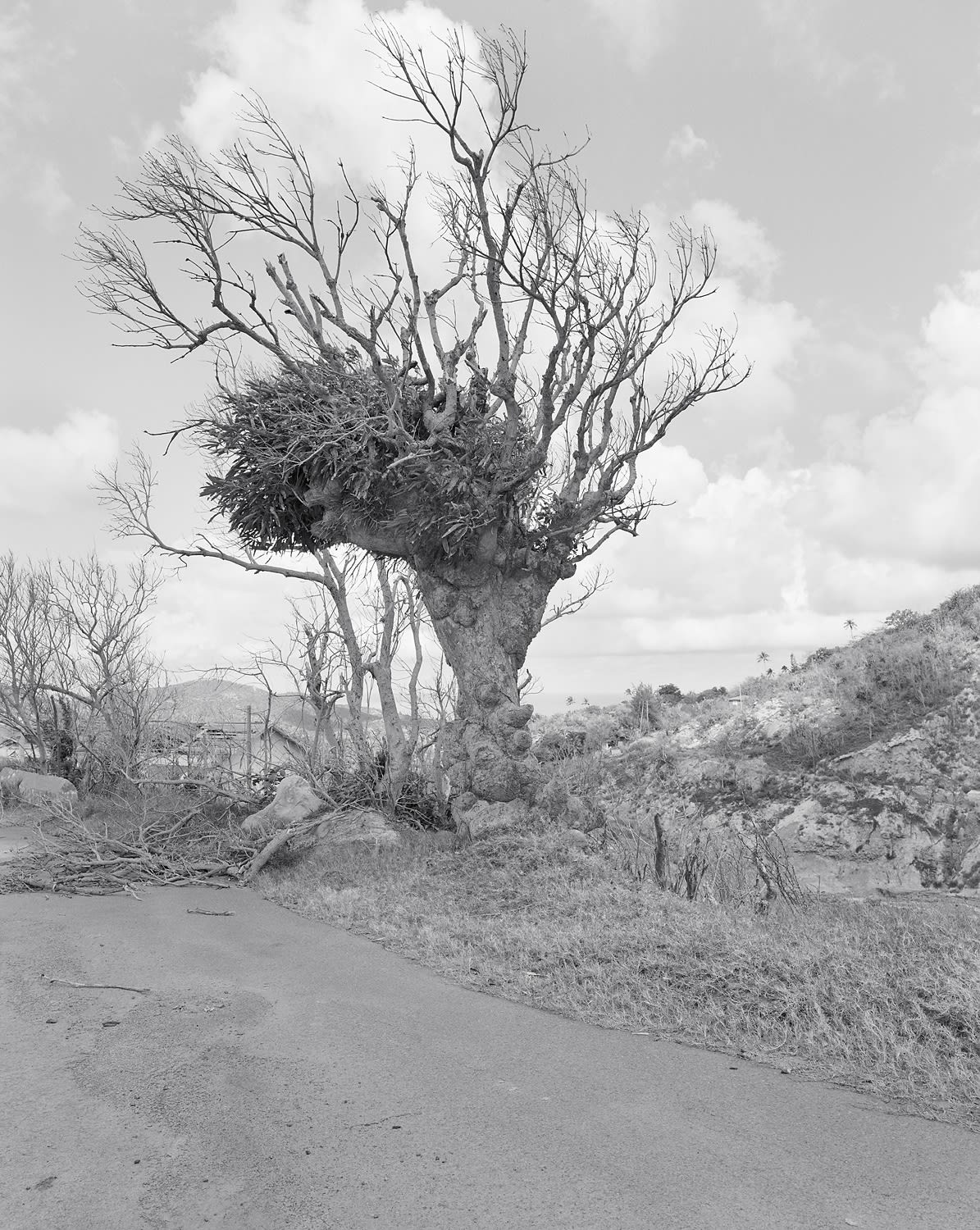 Mango Tree, Dyers Township, Exclusion Zone, Montserrat, 2008 Selenium Toned Silver Gelatin Print 16x20" Edition of Three