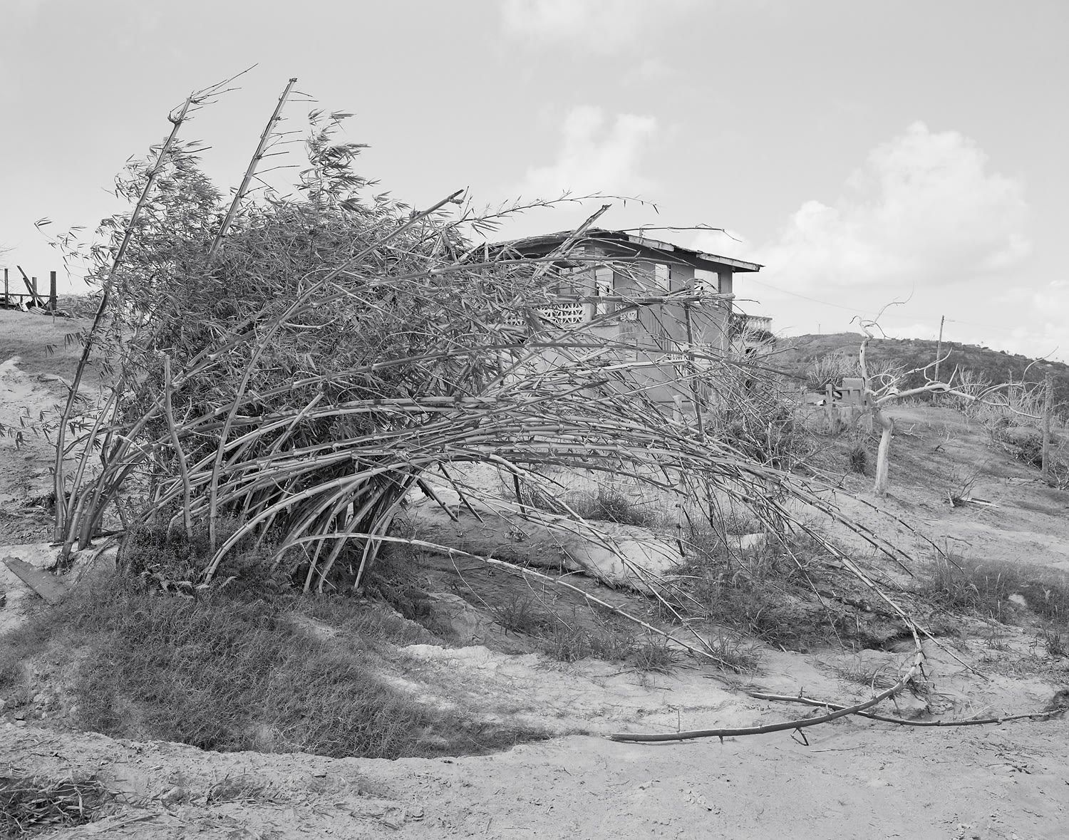 The Effects of Pyroclastic Flows on Bamboo, Dyers Township, Exclusion Zone, Montserrat, 2008 Selenium Toned Silver Gelatin Print 16x20" Edition of Three
