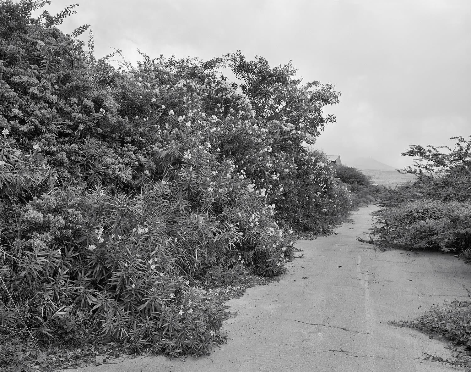 Lovers Lane, Exclusion Zone, Plymouth, Montserrat, 2016 Selenium Toned Silver Gelatin Print 16x20" Edition of Three