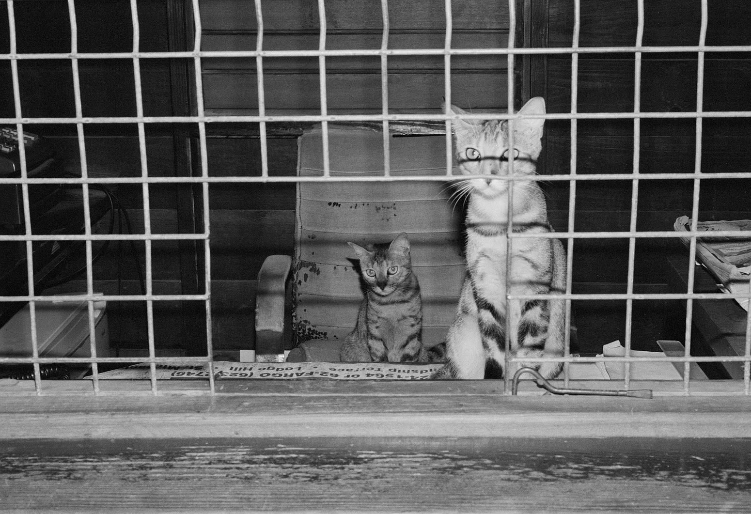 Cats in Office, Brighton Farm, St. George, Barbados, 2018 Selenium Toned Silver Gelatin Print, 16x20" Archival Pigment Print on Moab Entrada Rag, 17x21" Edition of Three
