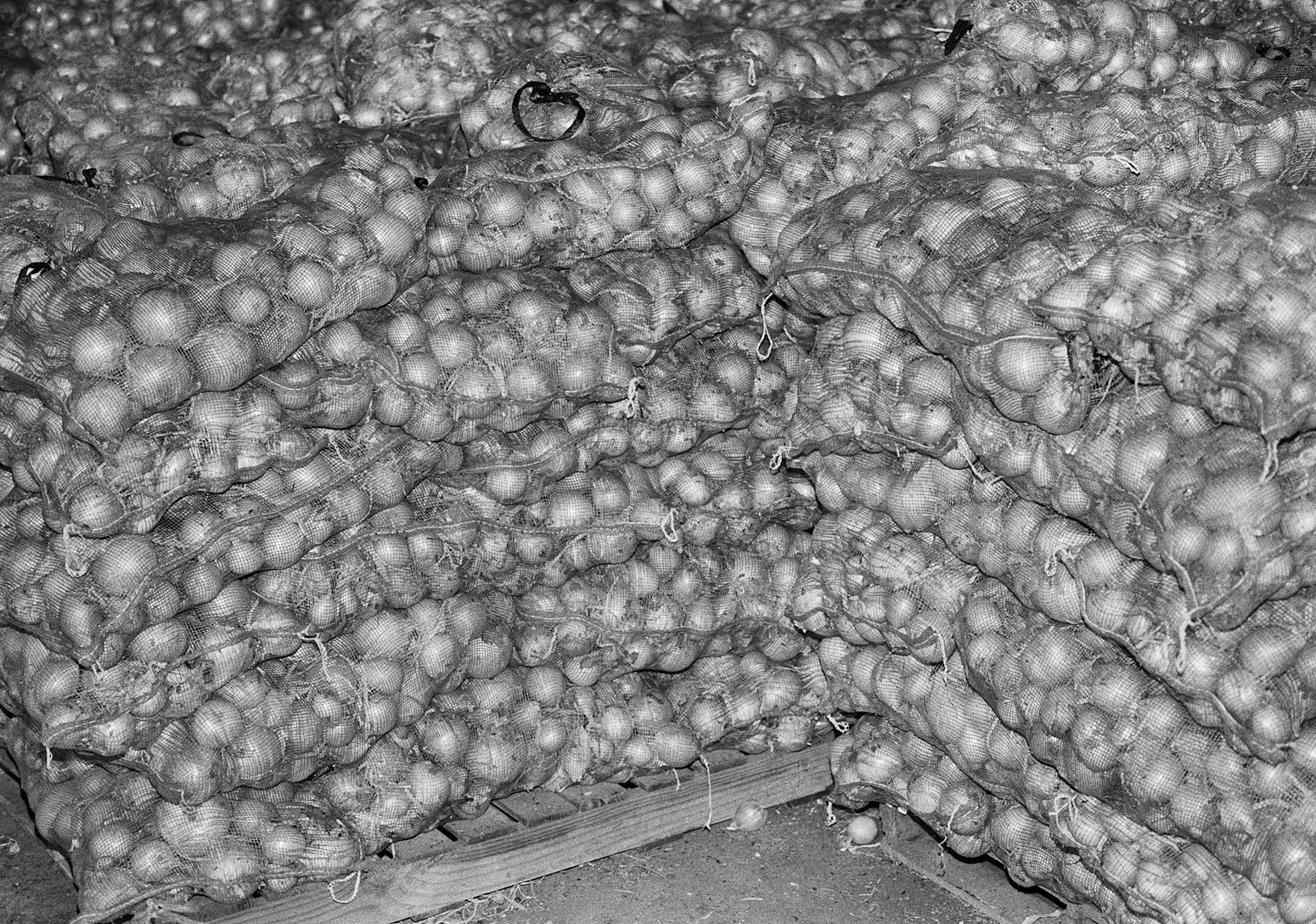 Onion Harvest, Brighton Farm, St. George, Barbados, 2018 Selenium Toned Silver Gelatin Print, 16x20" Archival Pigment Print on Moab Entrada Rag, 17x21" Edition of Three