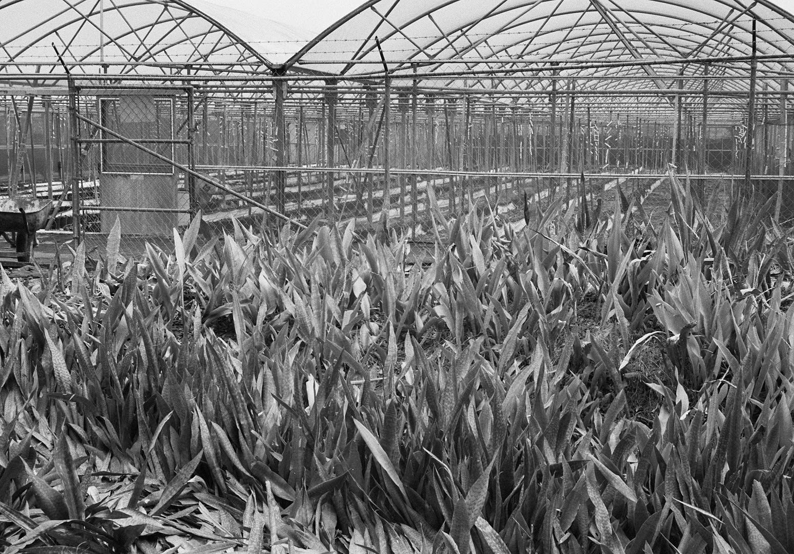 Snake Plant and Greenhouse, Brighton Farm, St. George, Barbados, 2018 Selenium Toned Silver Gelatin Print, 16x20" Archival Pigment Print on Moab Entrada Rag, 17x21" Edition of Three