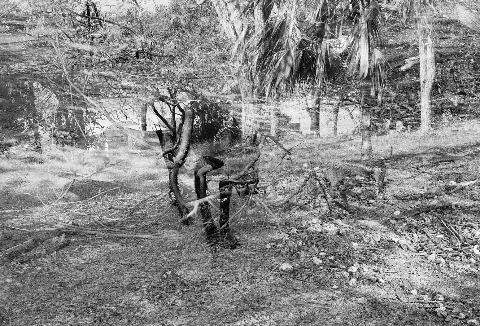 Willow Double Exposure, Brighton Farm, St. George, Barbados, 2010 Selenium Toned Silver Gelatin Print, 16x20" Archival Pigment Print on Moab Entrada Rag, 17x21" Edition of Three