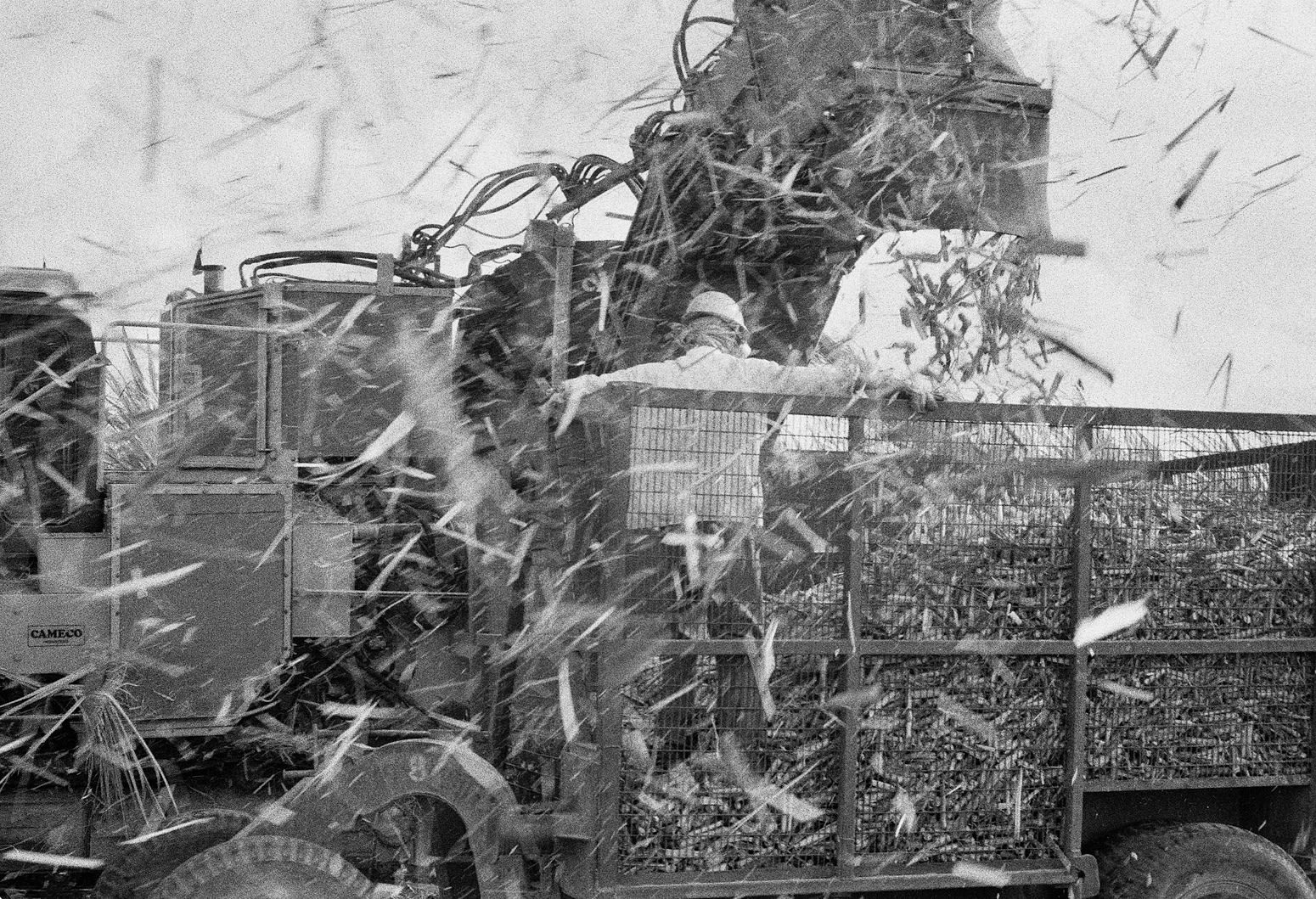Cane Harvest, Brighton Farm, St. George, Barbados, 2010 Selenium Toned Silver Gelatin Print, 16x20" Archival Pigment Print on Moab Entrada Rag, 17x21" Edition of Three