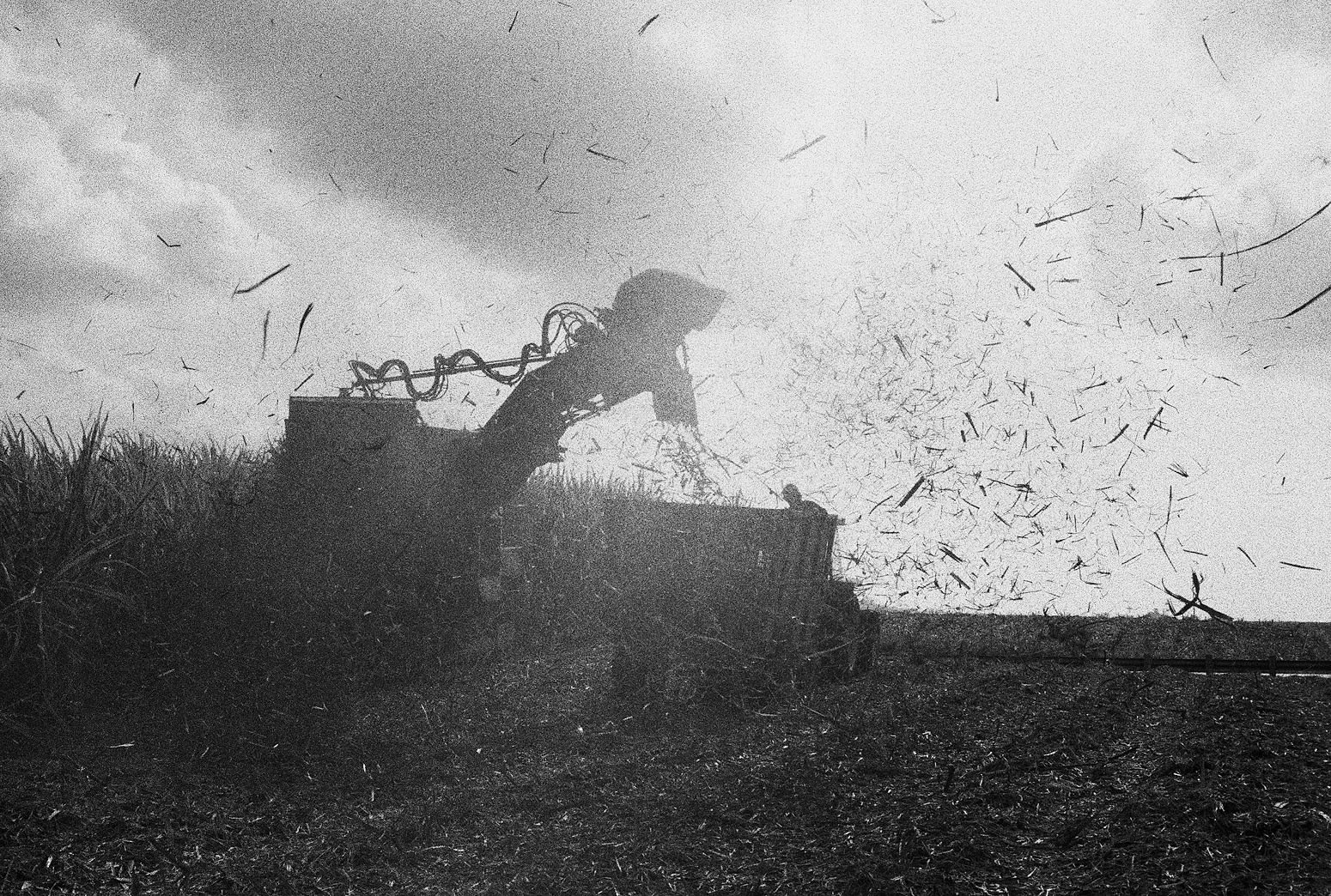 Cane Harvest, Brighton Farm, St. George, Barbados, 2010 Selenium Toned Silver Gelatin Print, 16x20" Archival Pigment Print on Moab Entrada Rag, 17x21" Edition of Three