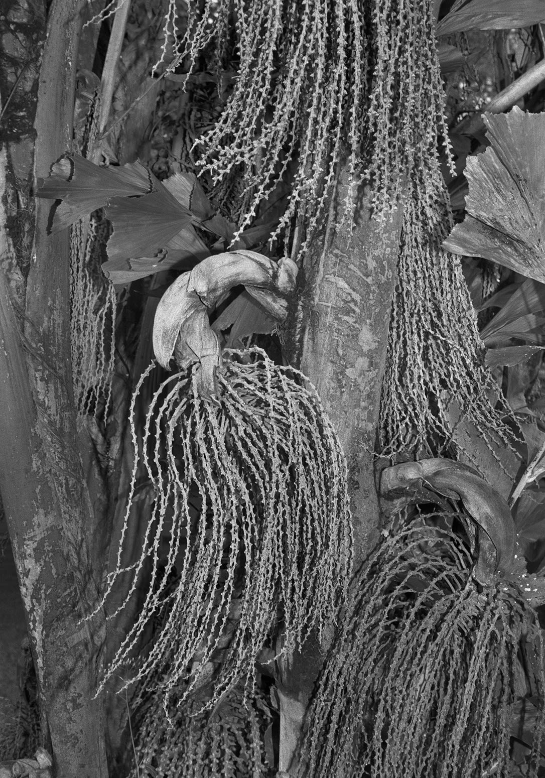 Fruiting Palm, Brighton Farm, St. George, Barbados, 2017 Selenium Toned Silver Gelatin Print, 20x16" Archival Pigment Print on Moab Entrada Rag, 17x21" Edition of Three