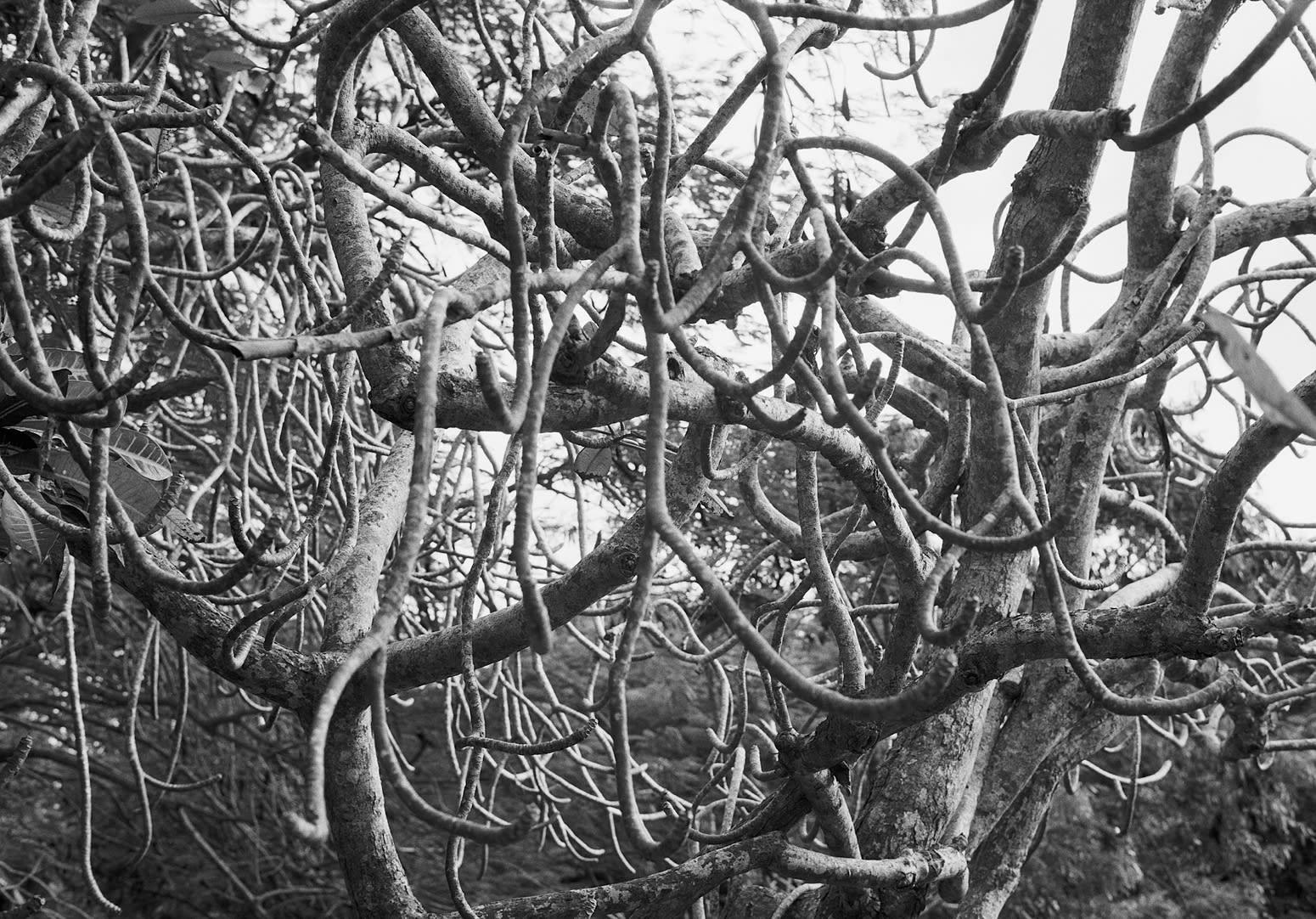 Frangipani, St. George, Barbados, 2022 Selenium Toned Silver Gelatin Print, 16x20" Archival Pigment Print on Moab Entrada Rag, 17x21" Edition of Three