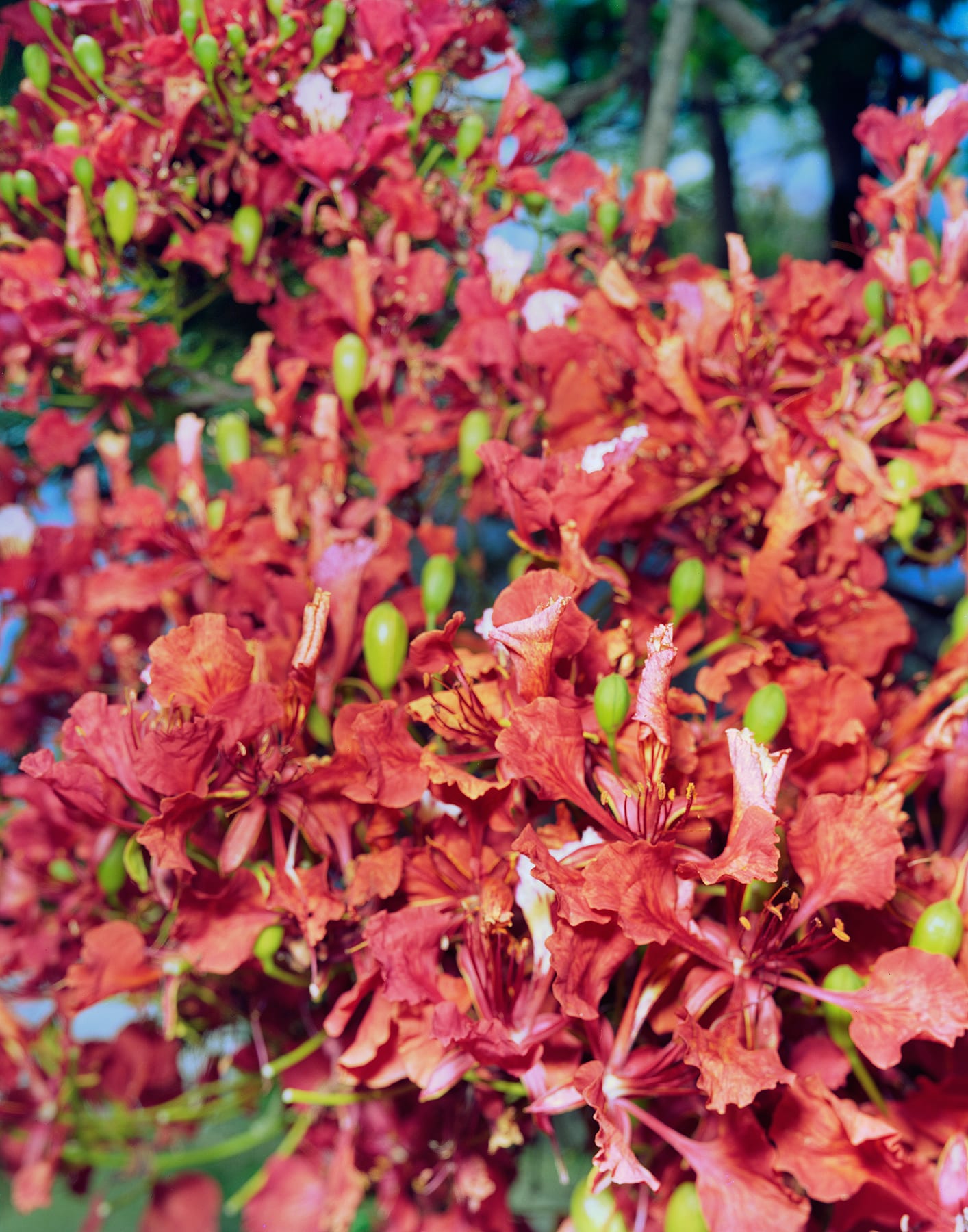 Flamboyant Flowers, Brighton Farm, St. George, Barbados, 2023 Archival Pigment Print on Moab Entrada Rag, 21x17" Edition of Three