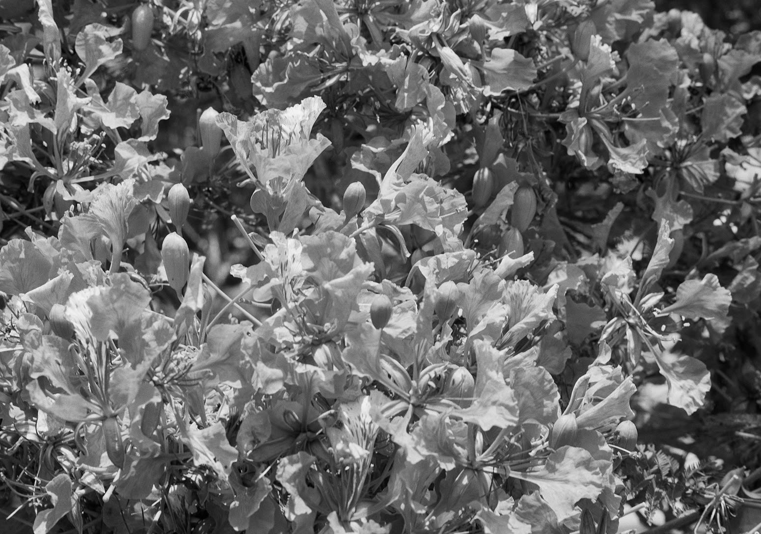 Flamboyant Flowers, Brighton Farm, St. George, Barbados, 2023 Selenium Toned Silver Gelatin Print, 16x20" Archival Pigment Print on Moab Entrada Rag, 17x21" Edition of Three