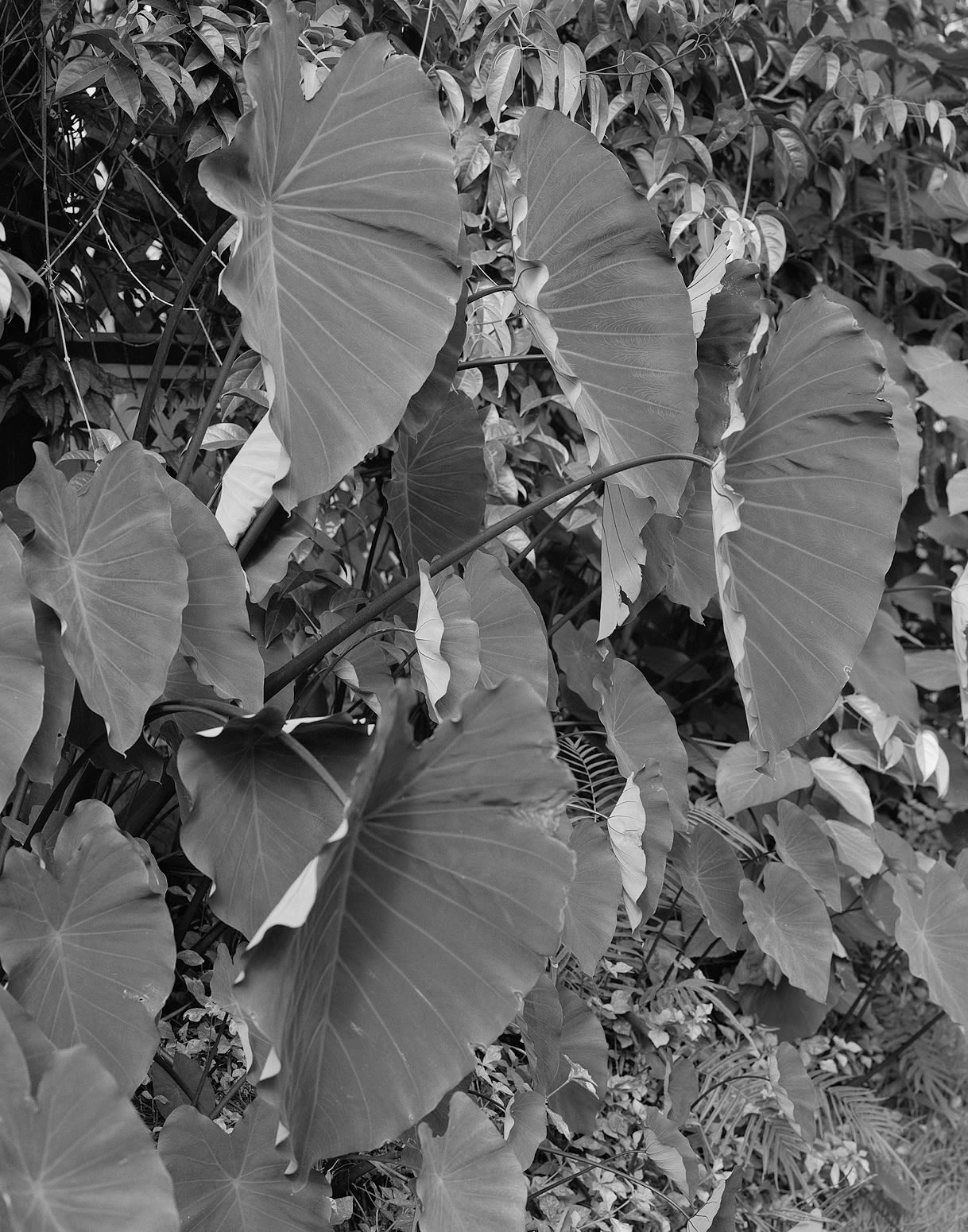 Leaf Light Study, Brighton Farm, St. George, Barbados, 2007 Selenium Toned Silver Gelatin Print, 24x20" Archival Pigment Print on Moab Entrada Rag, 21x17" Edition of Three