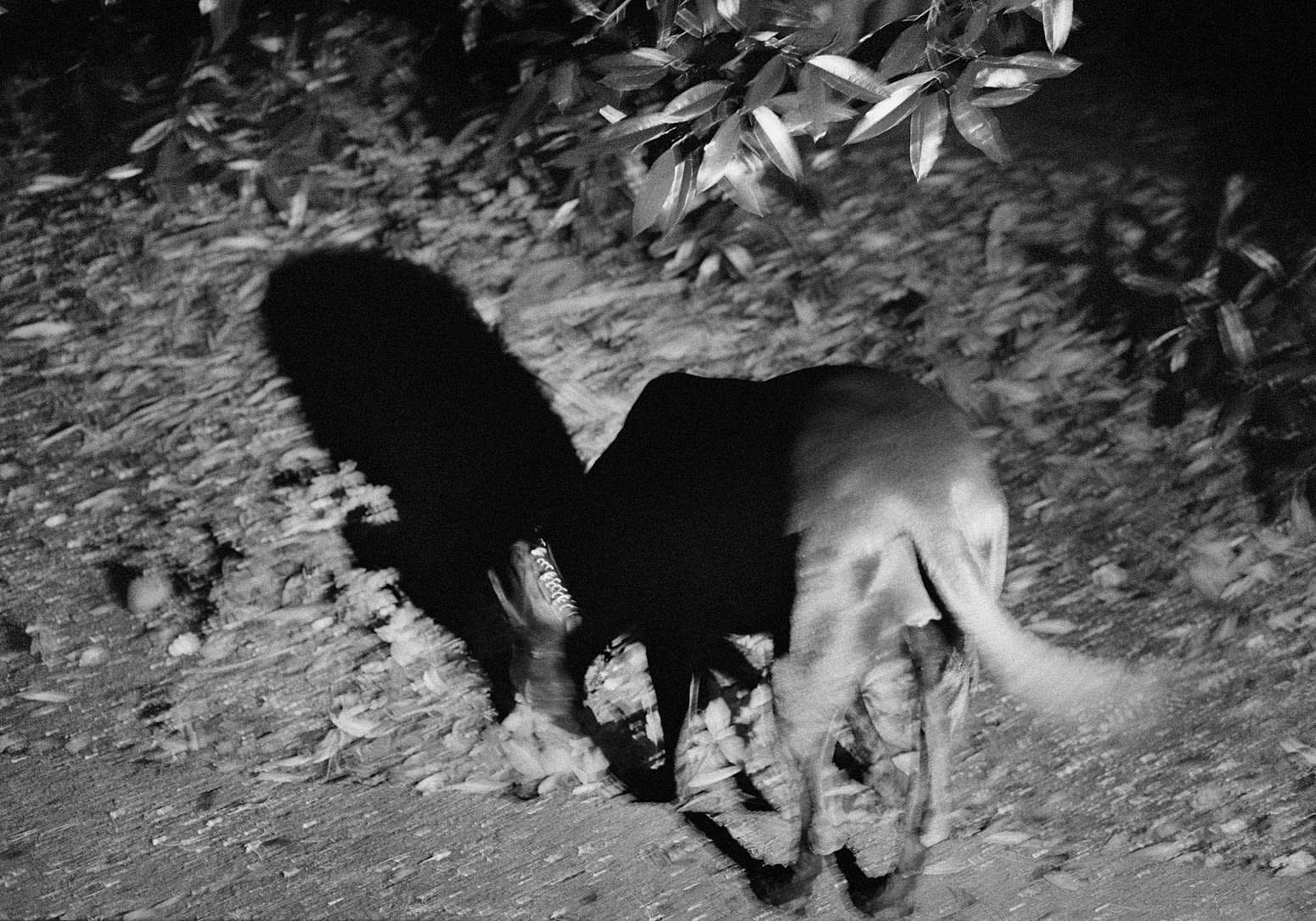 Night Walk, Brighton Farm, St. George, Barbados, 2012 Selenium Toned Silver Gelatin Print, 16x20" Archival Pigment Print on Moab Entrada Rag, 17x21" Edition of Three