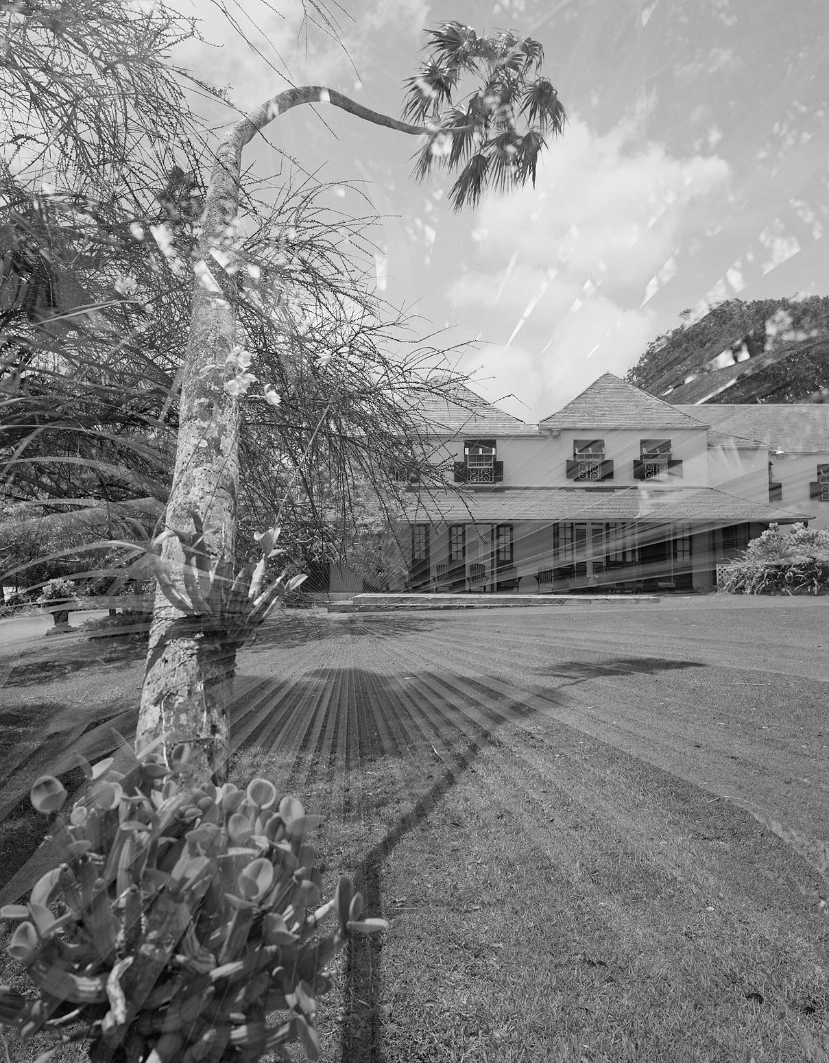 Leaning Palm Double Exposure, Brighton Farm, St. George, Barbados, 2007 Selenium Toned Silver Gelatin Print, 24x20" Archival Pigment Print on Moab Entrada Rag, 21x17" Edition of Three