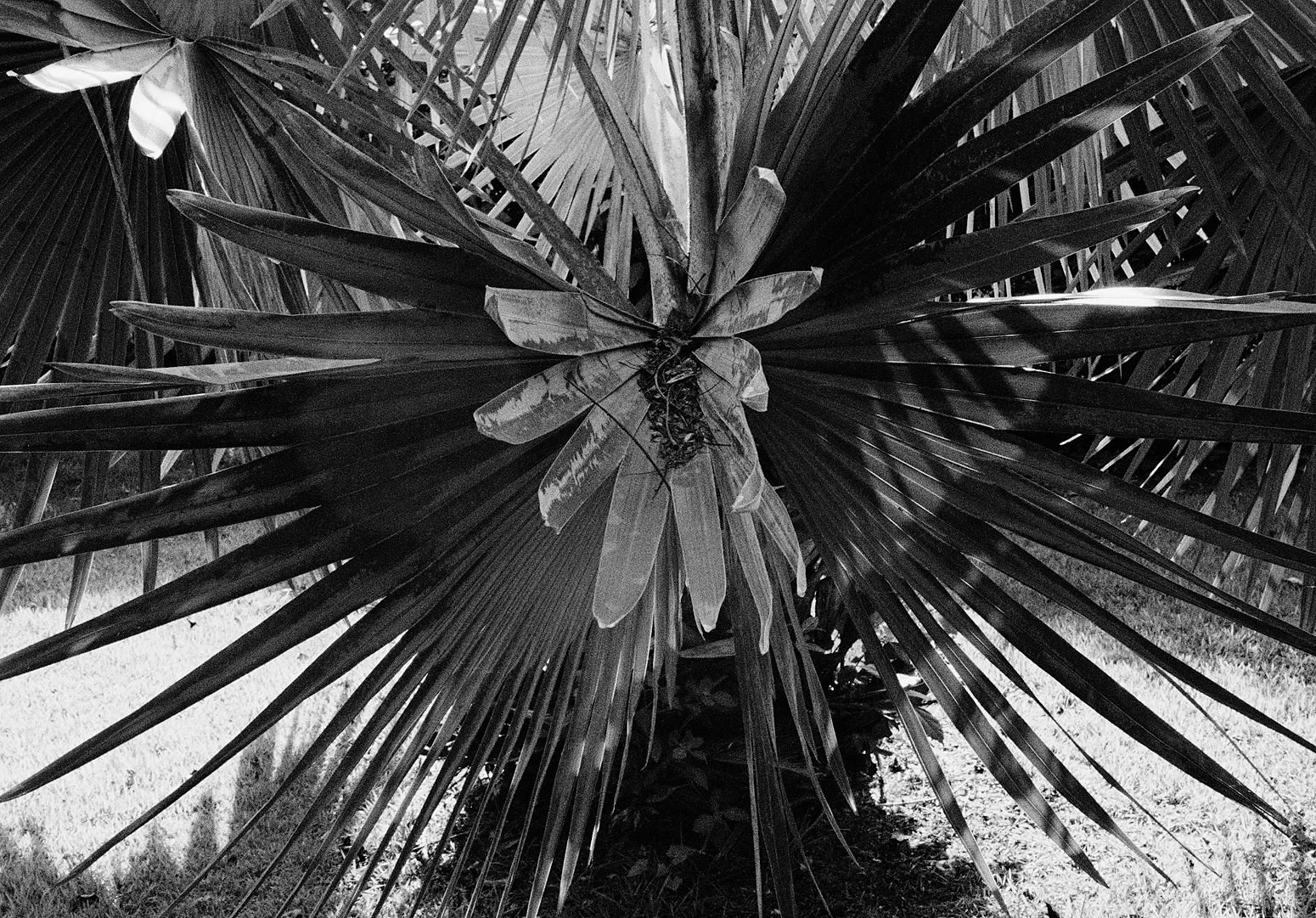 Bismarck Palm, Brighton Farm, St. George, Barbados, 2012 Selenium Toned Silver Gelatin Print, 16x20" Archival Pigment Print on Moab Entrada Rag, 17x21" Edition of Three