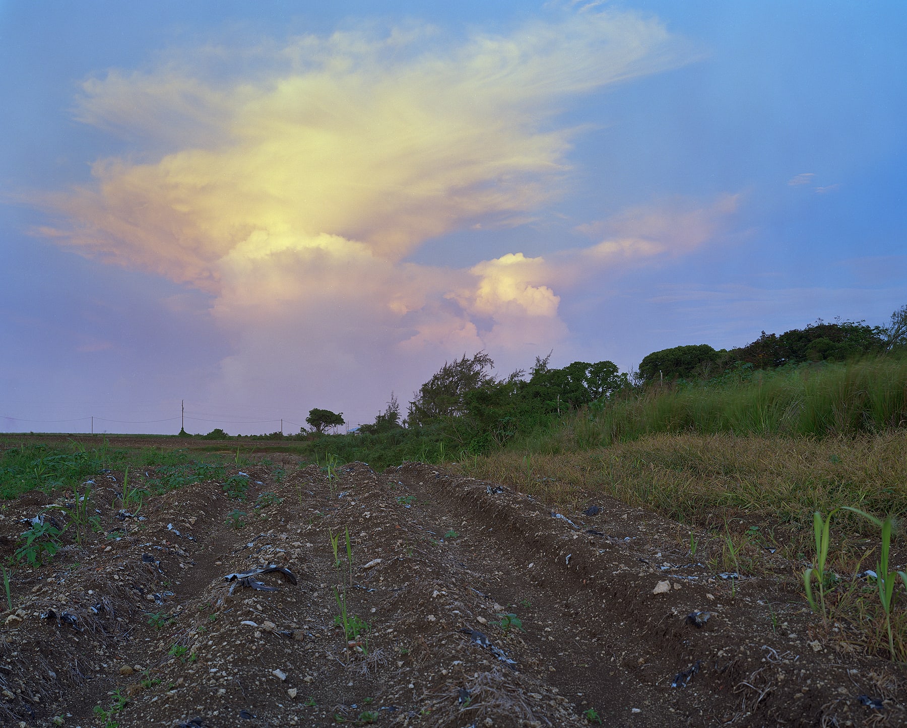 Dusk, Brighton Farm, St. George, Barbados, 2006 Archival Pigment Print on Moab Entrada Rag, 17x21" Edition of Three
