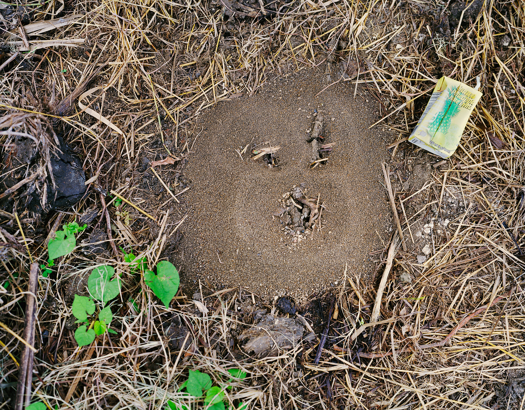 Ant Nest before the Rain, Brighton Farm, St. George, Barbados, 2004 Archival Pigment Print on Moab Entrada Rag, 17x21" Edition of Three