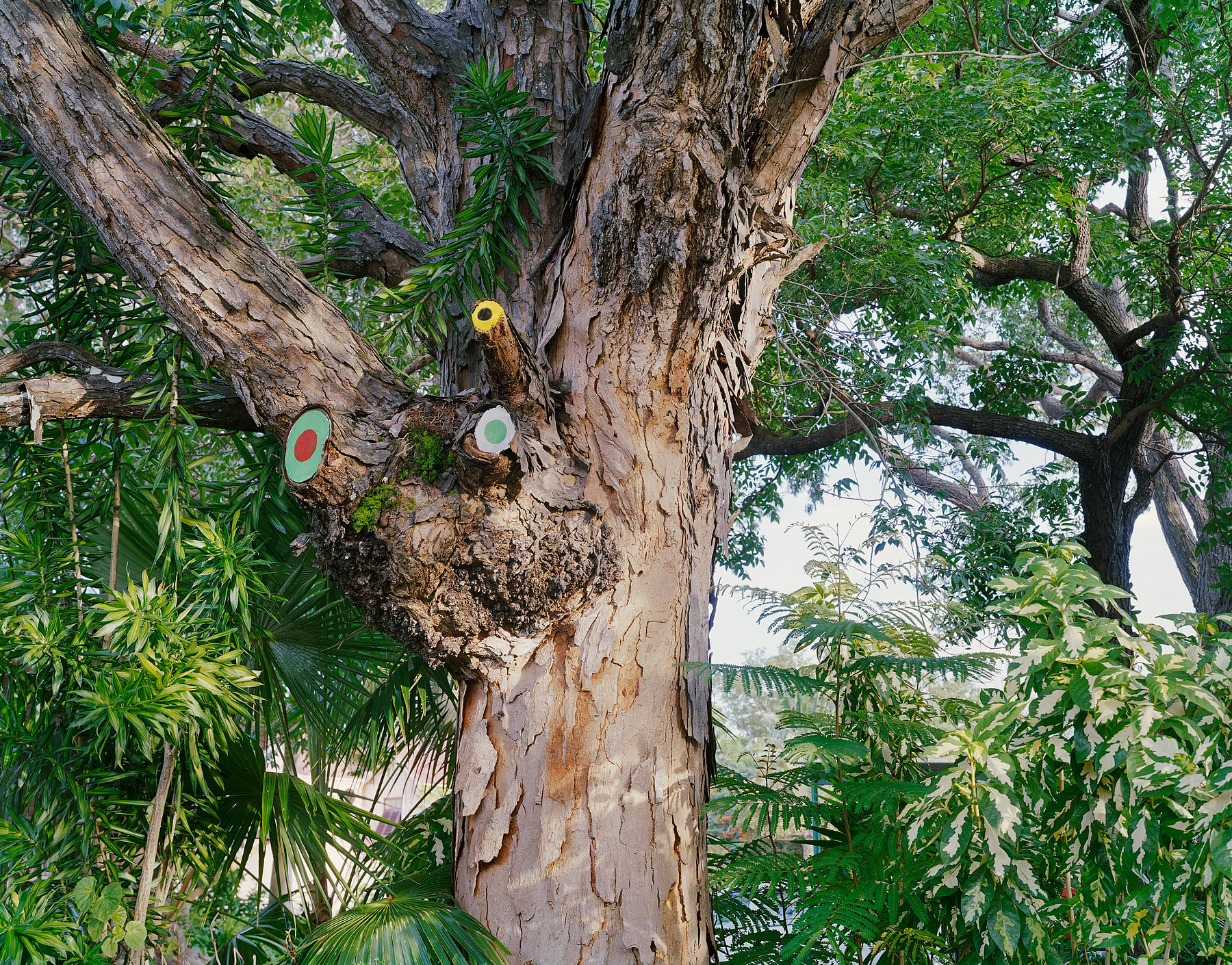 Spontaneous Sculpture, Painted Mahogany Tree, Brighton Farm, St. George, Barbados, 2006 Archival Pigment Print on Moab Entrada Rag, 17x21" Edition of Three