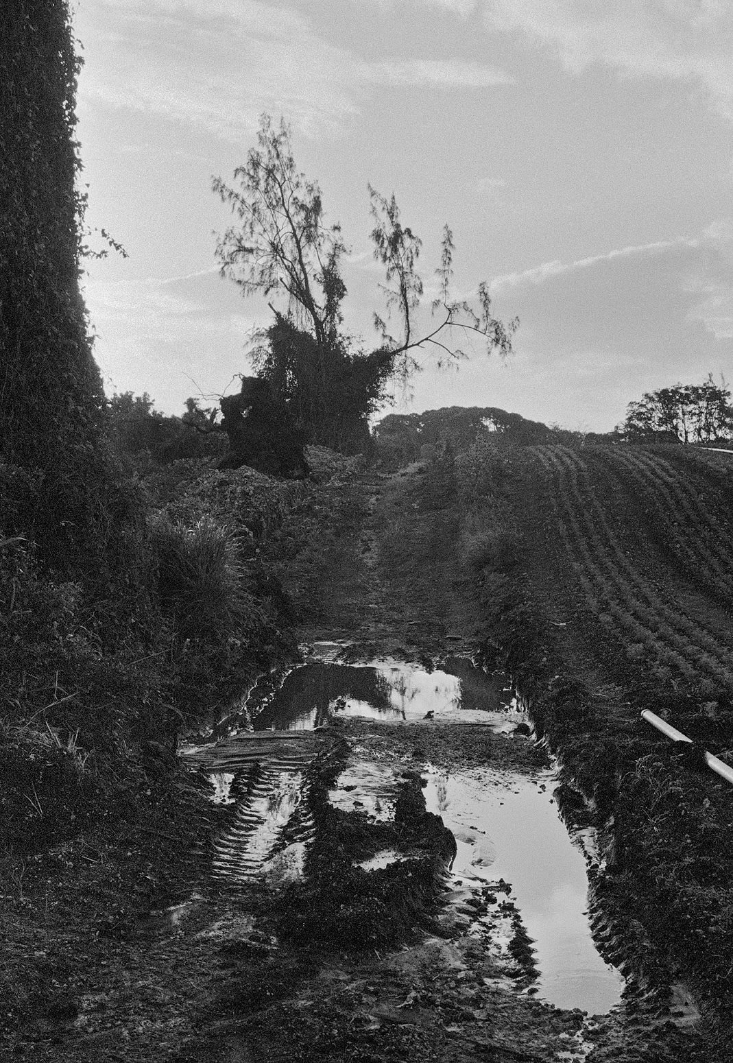 Puddle by Field, Brighton Farm, St. George, Barbados, 2011 Selenium Toned Silver Gelatin Print, 20x16" Archival Pigment Print on Moab Entrada Rag, 21x17" Edition of Three