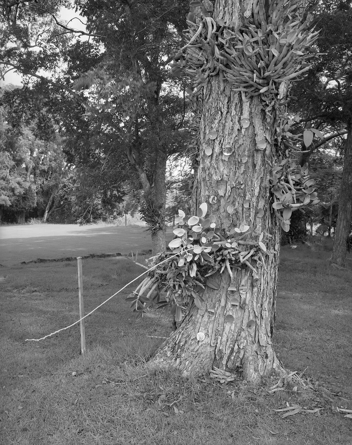 Spontaneous Sculpture, Epiphytic Orchid and Mirrors on Mahogany Tree, Brighton Farm, St. George, Barbados, 2006 Selenium Toned Silver Gelatin Print, 24x20" Archival Pigment Print on Moab Entrada Rag, 21x17" Edition of Three