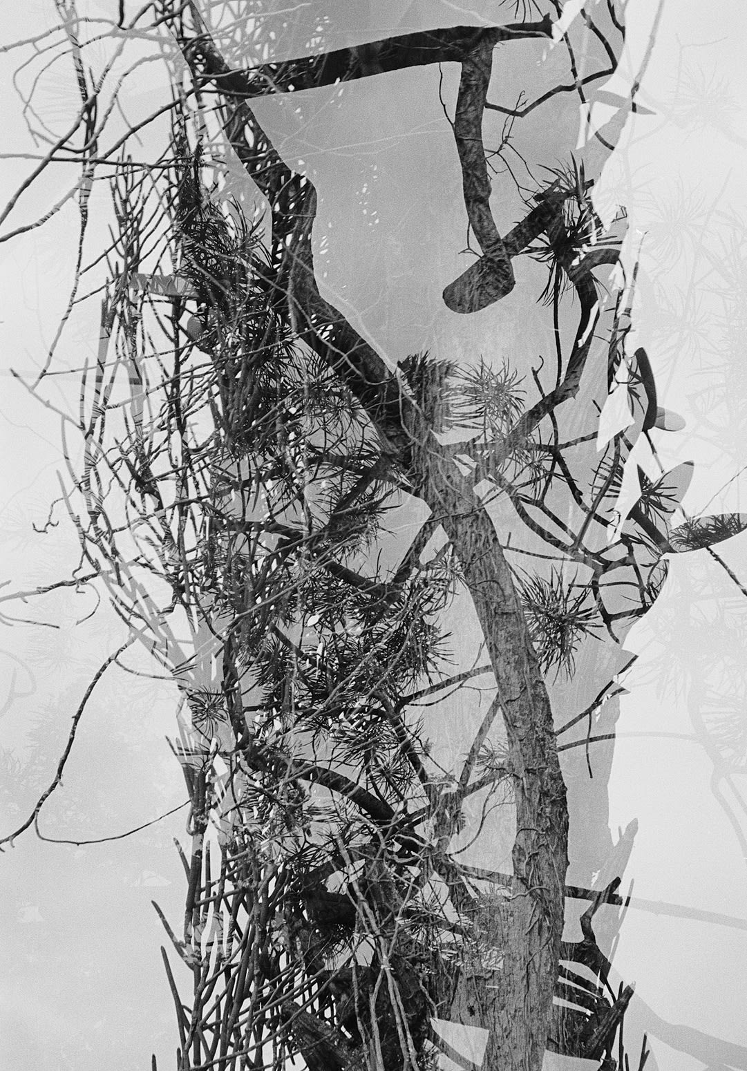 Untitled Double Exposure, Brighton Farm, St. George, Barbados, 2012 Selenium Toned Silver Gelatin Print, 20x16" Archival Pigment Print on Moab Entrada Rag, 21x17" Edition of Three