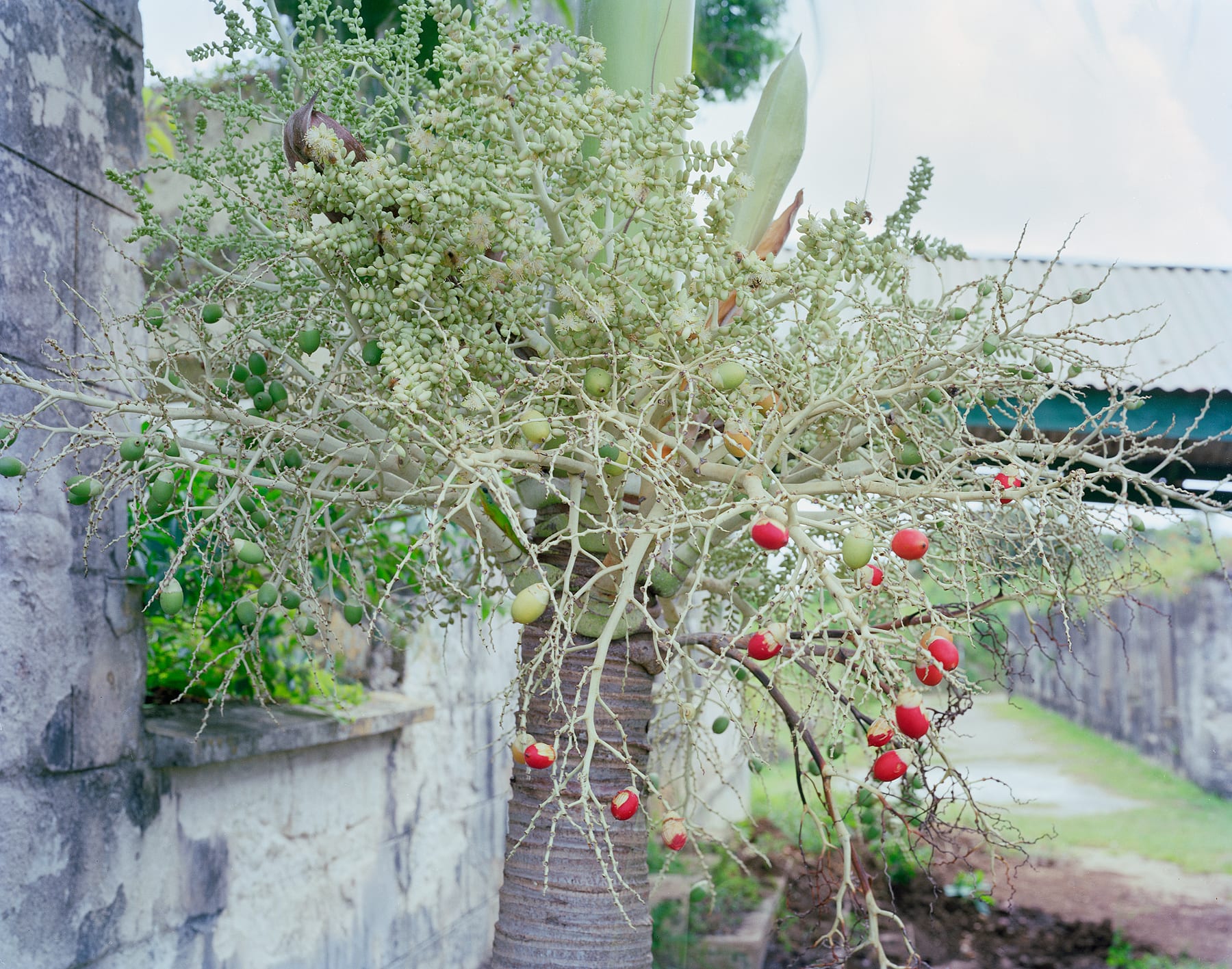 Red Palm Seeds, Brighton Farm, St. George, Barbados, 2006 Archival Pigment Print on Moab Entrada Rag, 17x21" Edition of Three