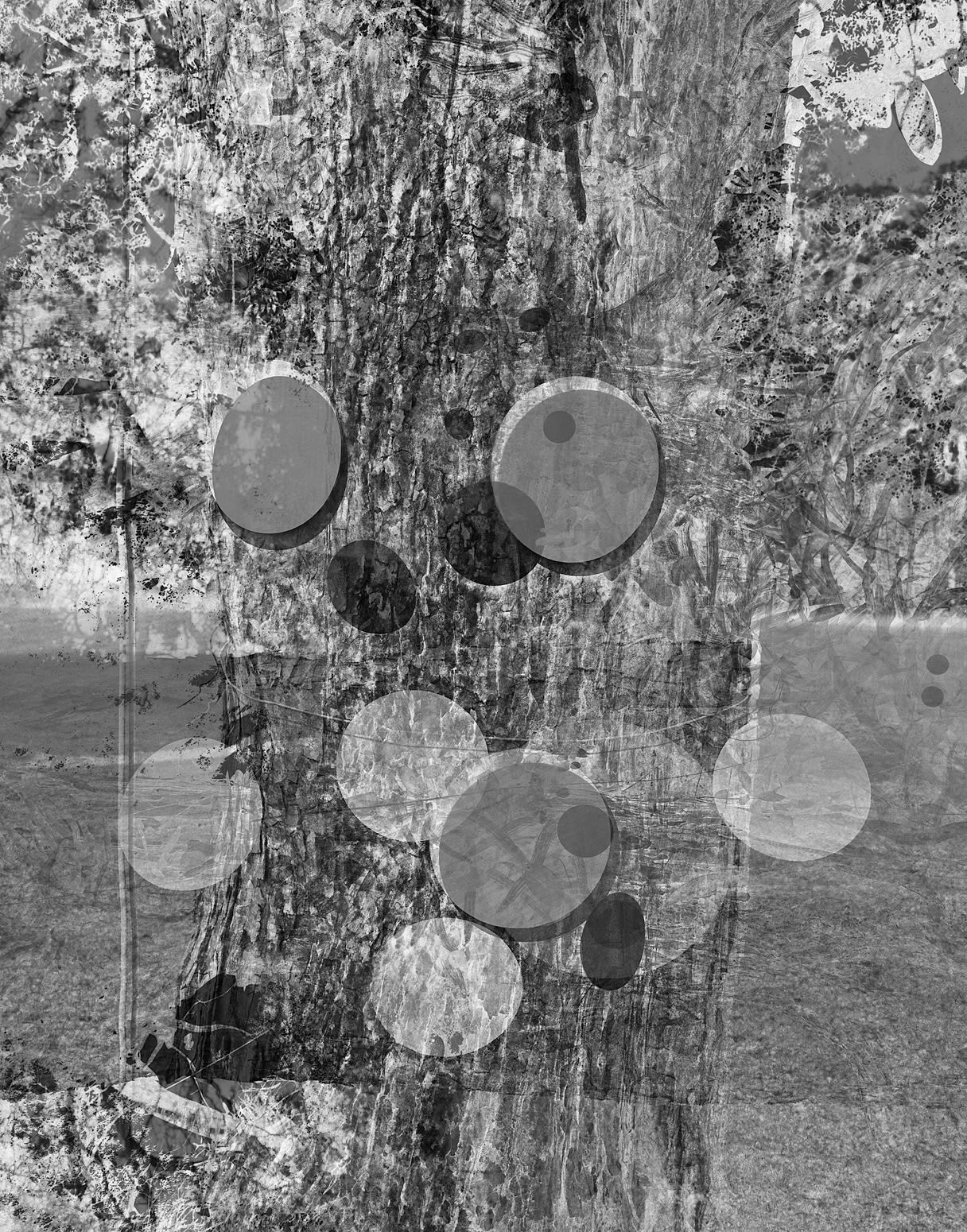Pie Plates on Mahogany Tree Double, Brighton Farm, St. George, Barbados, 2011 Selenium Toned Silver Gelatin Print, 24x20" Archival Pigment Print on Moab Entrada Rag, 21x17" Edition of Three