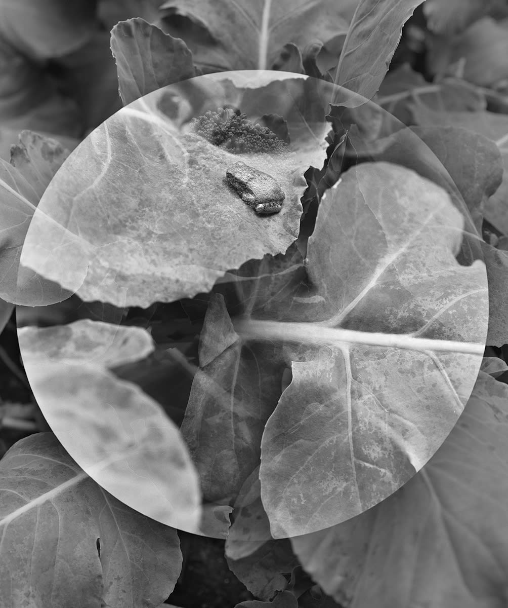 Frog in Garden, Wilton, Connecticut, 2013 Selenium Toned Silver Gelatin Print 20x16" Edition of Three