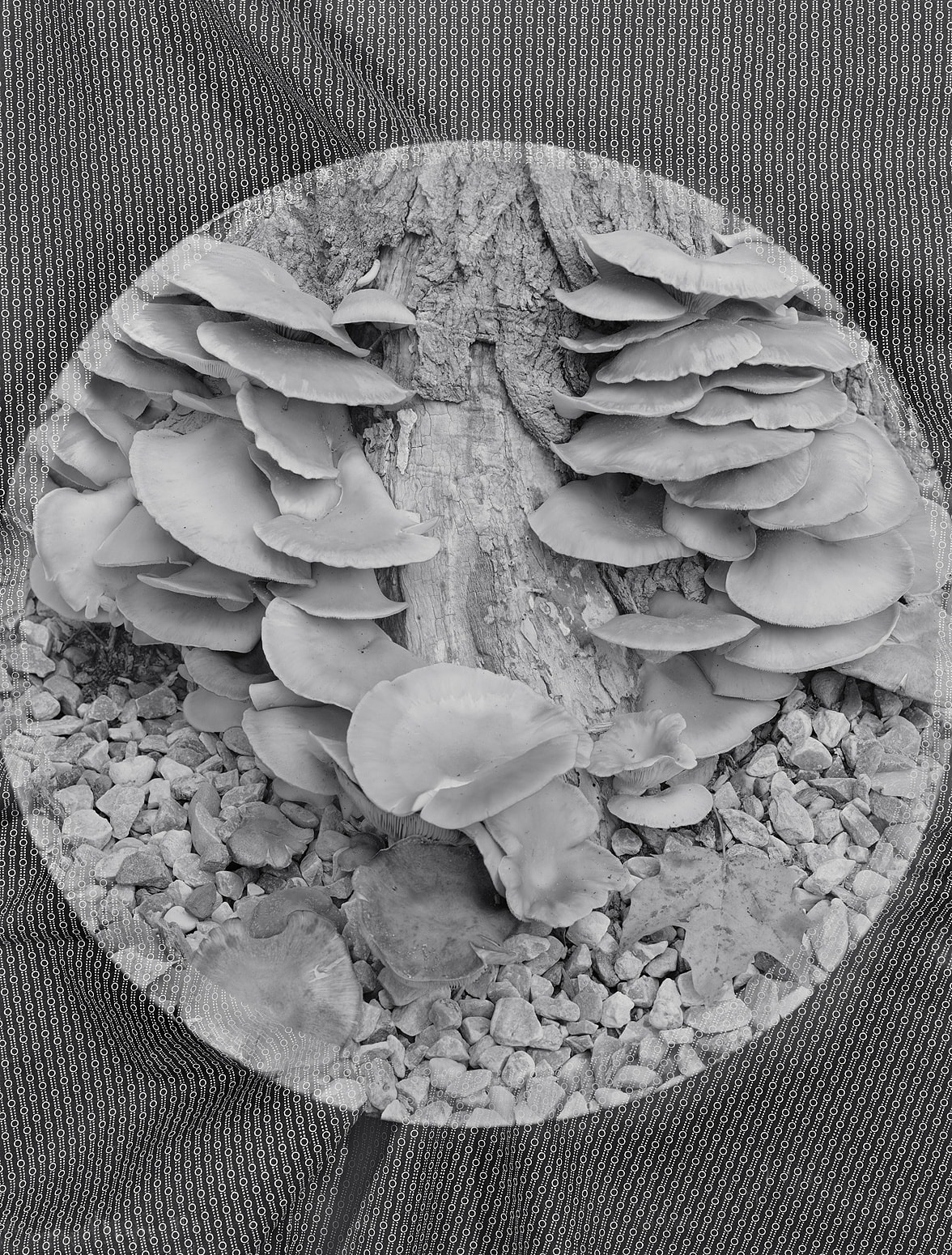 Tree Fungus + Fabric, Wilton, Connecticut, 2015 Selenium Toned Silver Gelatin Print 20x16" Edition of Three