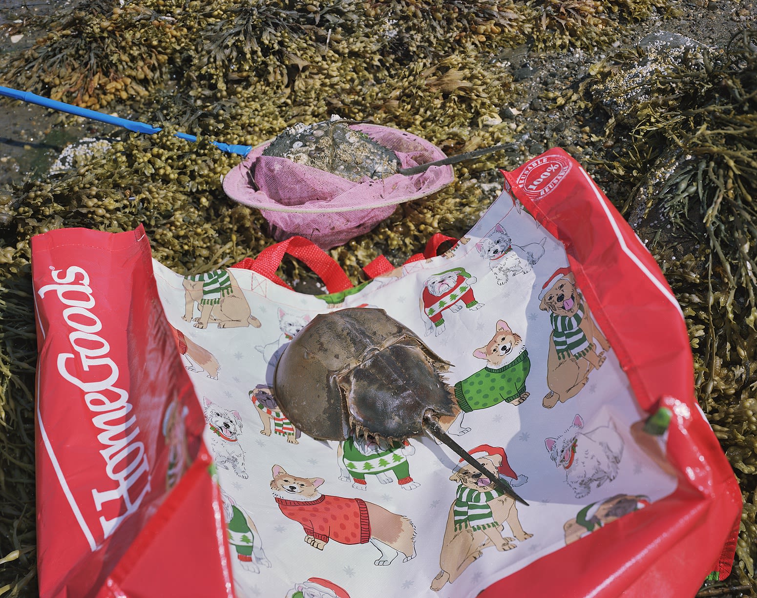 Horseshoe Crabs, Orrs Island, Maine, 2019 Archival Pigment Print, 20x24" Edition of Three
