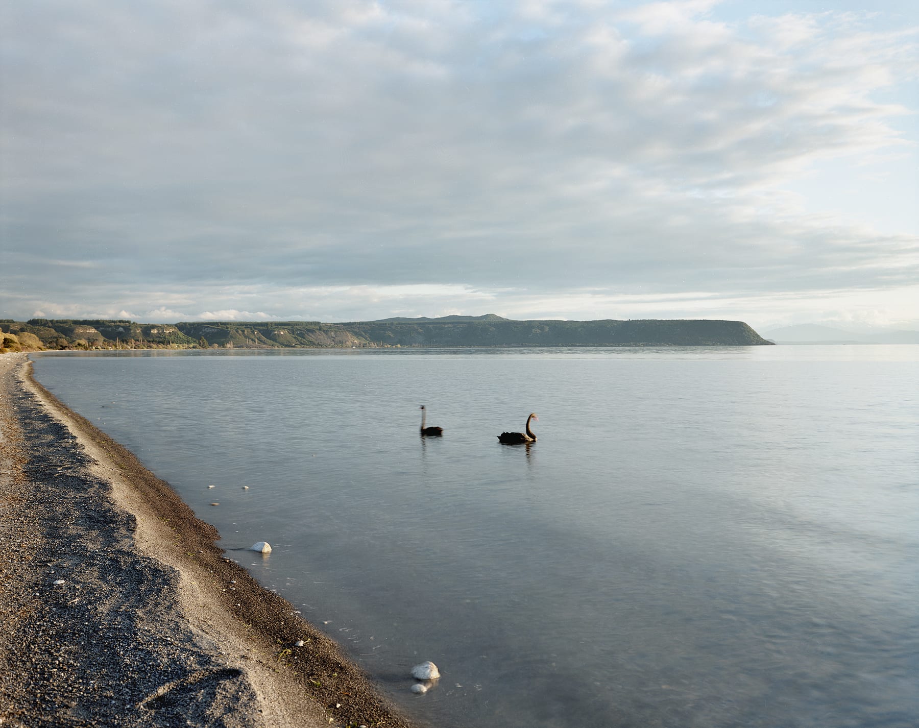 Black Swans and White Pumice, Lake Taupō Volcanic Caldera, New Zealand, 1995 Archival Pigment Print on Moab Entrada Rag, Image Size, 8x10", Paper Size, 17x21" Edition of Three