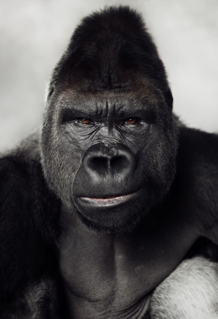 Lagrange Vincent, The Silverback Gorilla