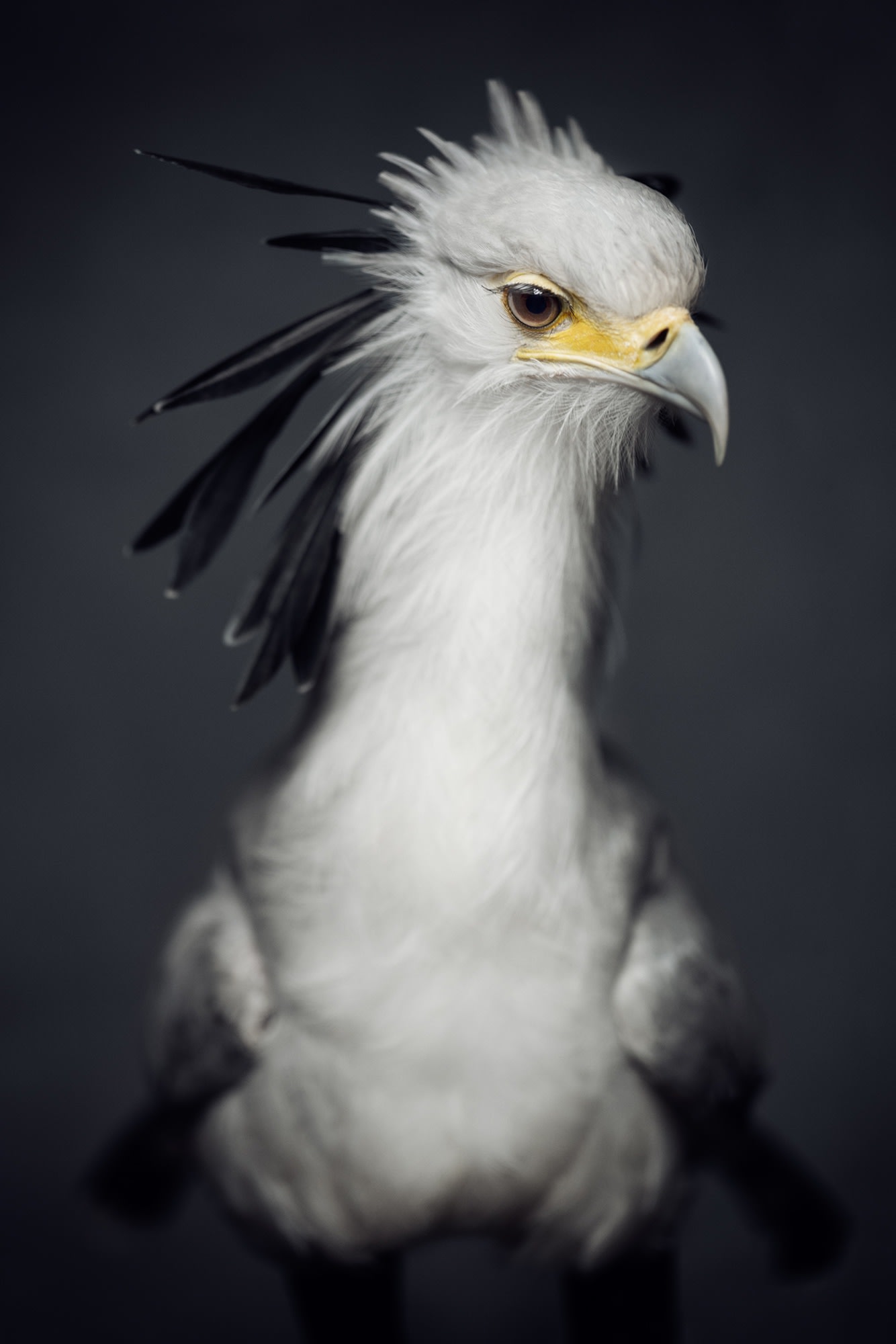 BETWEEN US: VINCENT LAGRANGE