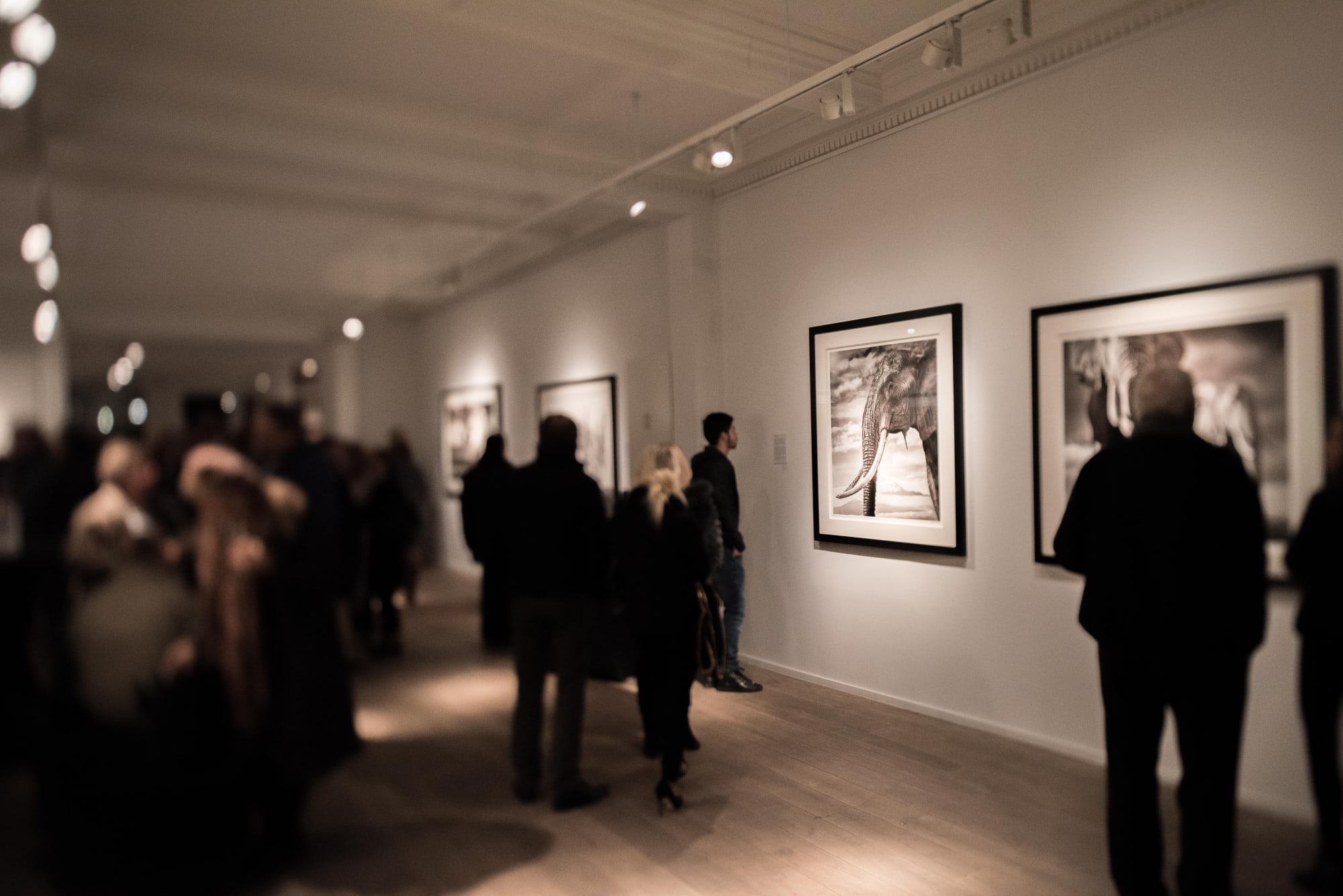 DAVID YARROW: WILD ENCOUNTERS