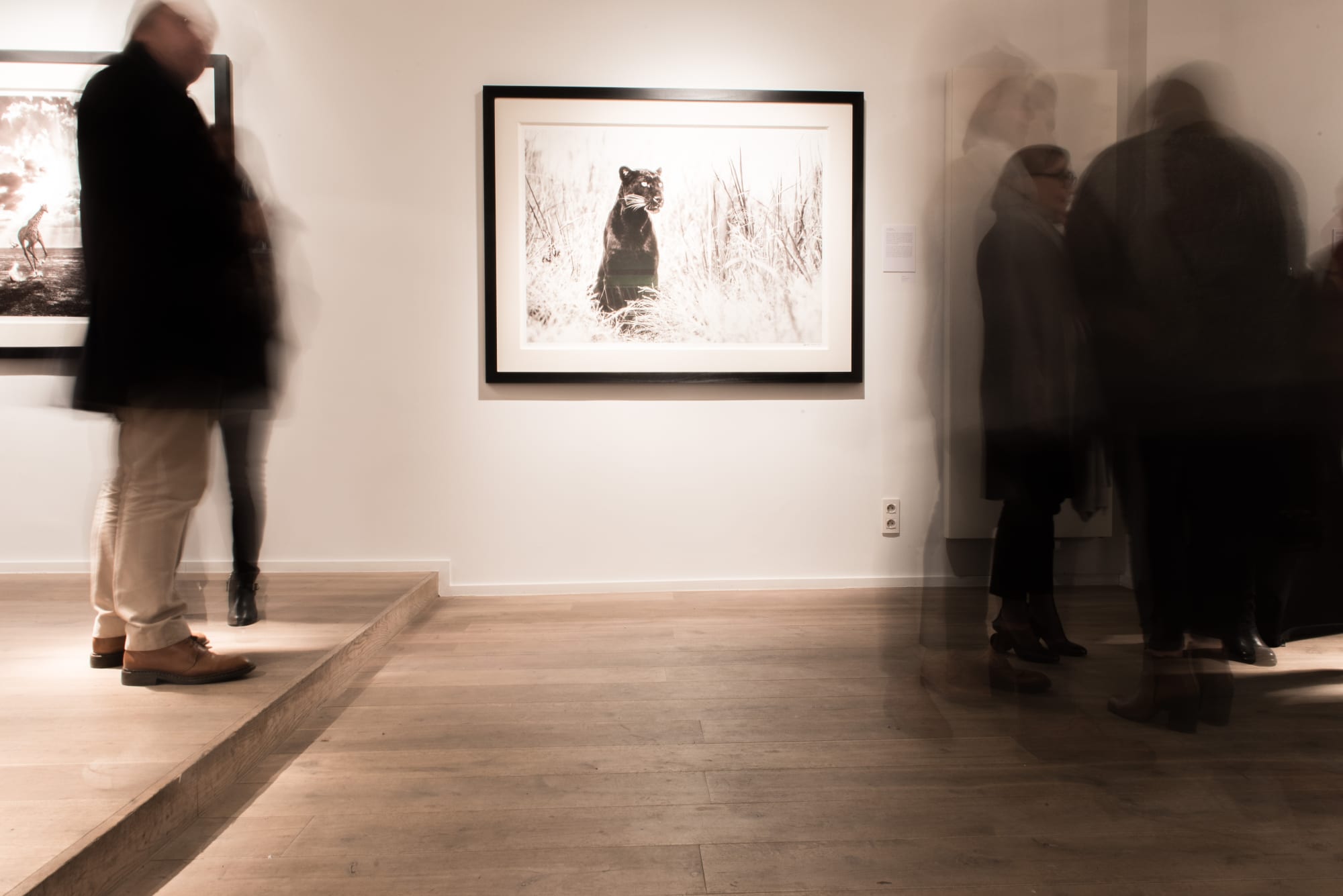 DAVID YARROW: WILD ENCOUNTERS