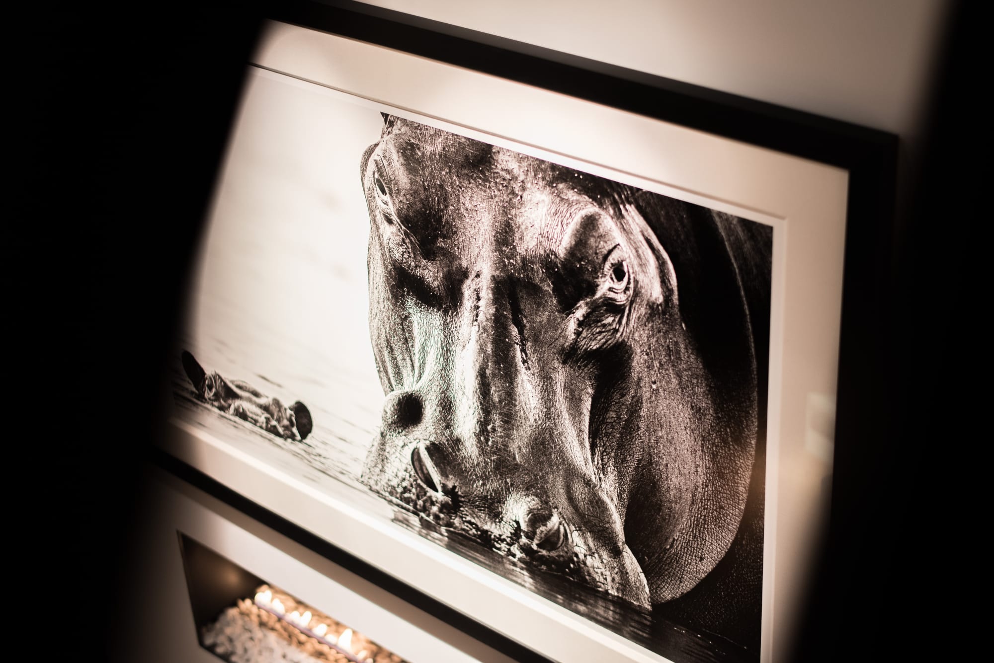 DAVID YARROW: WILD ENCOUNTERS