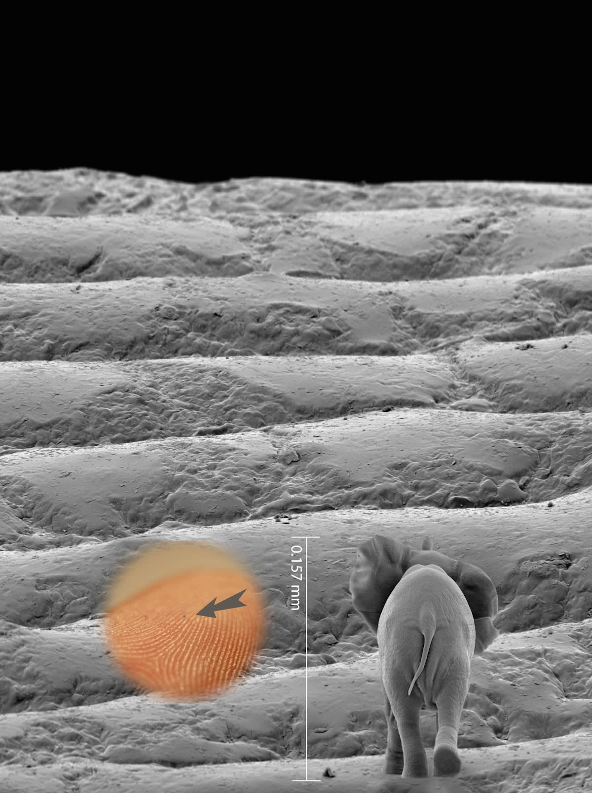 Title: Fragile Giant Artist: Jonty Hurwitz Date: 2015 Materials: Resin, fabricated with two-photon (nano) 3D printing Dimensions: 157,000 nanometres Edition Size: 1 Download in High-Res