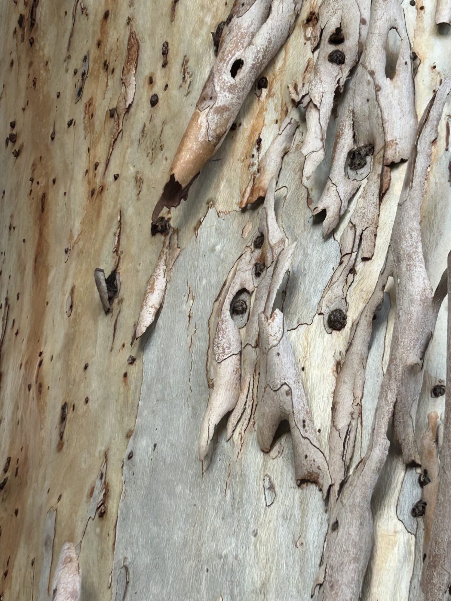 Bianca Severijns, paper art, paper artists, contemporary art, contemporary artist, artwork, inspiration, eucalyptus