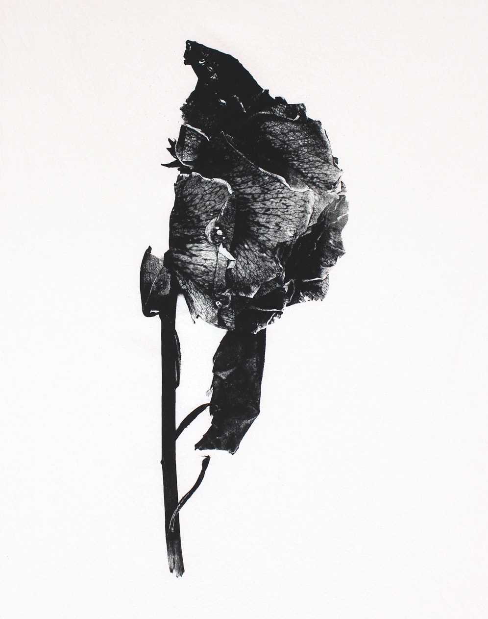 The First Rose, 2016 Graphite, resin and funerary ash on muslin 50 x 40 inches